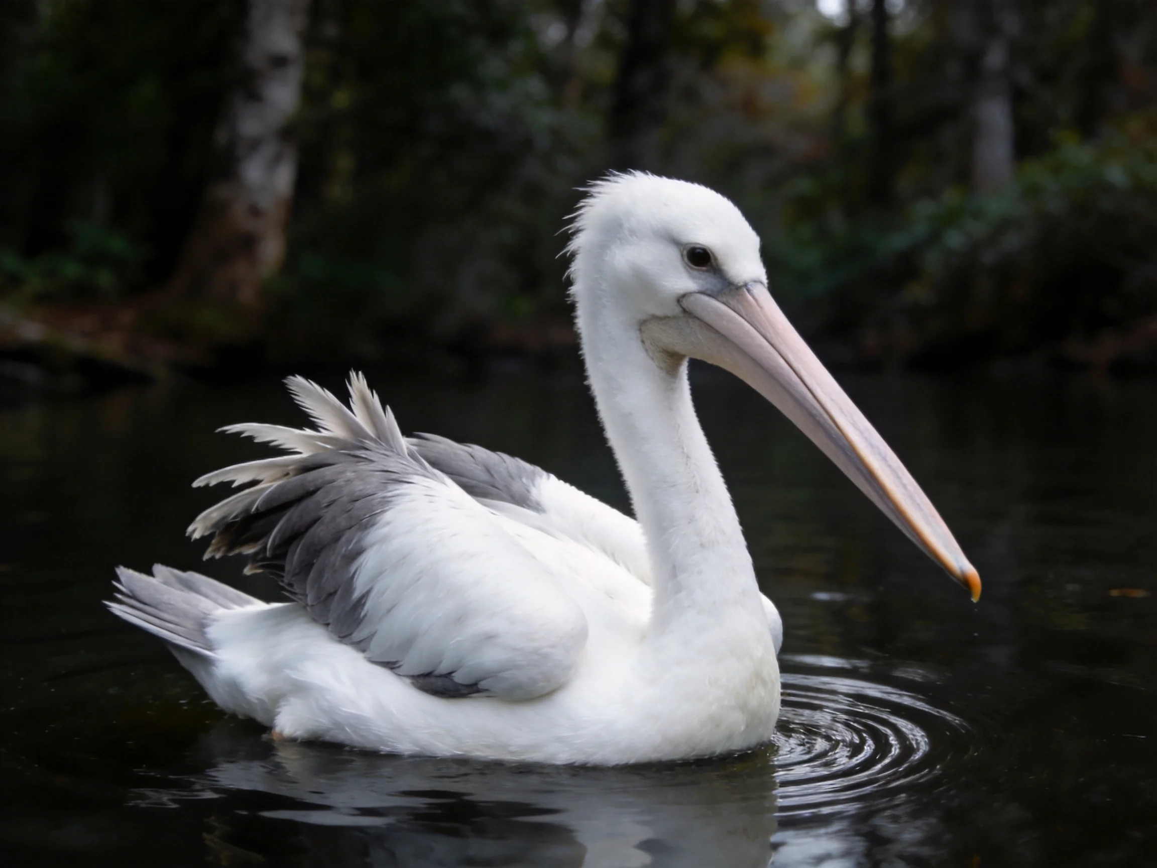 White pelican swims in dark water near forested area
