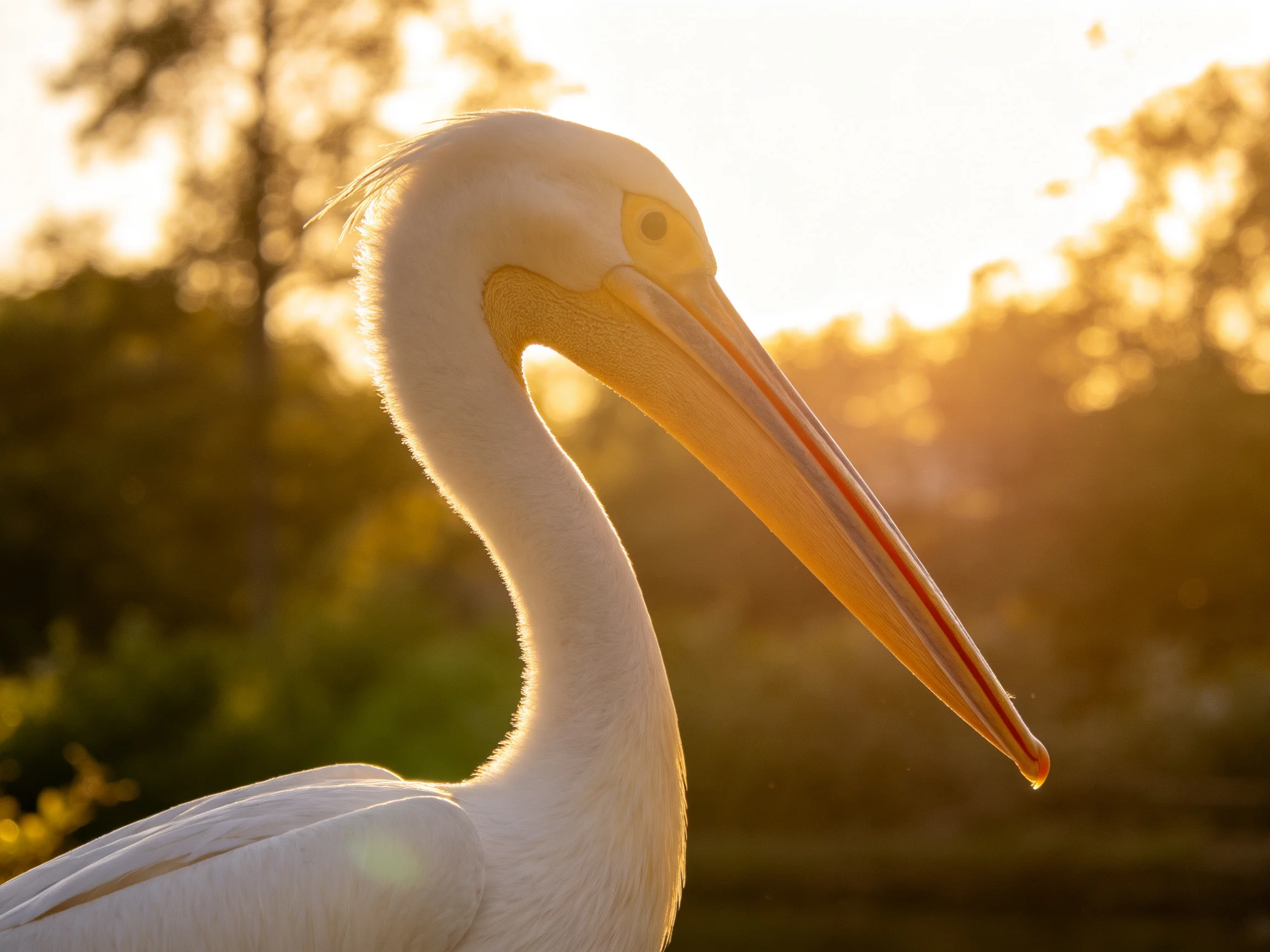 White pelican with long yellow beak in golden sunset light