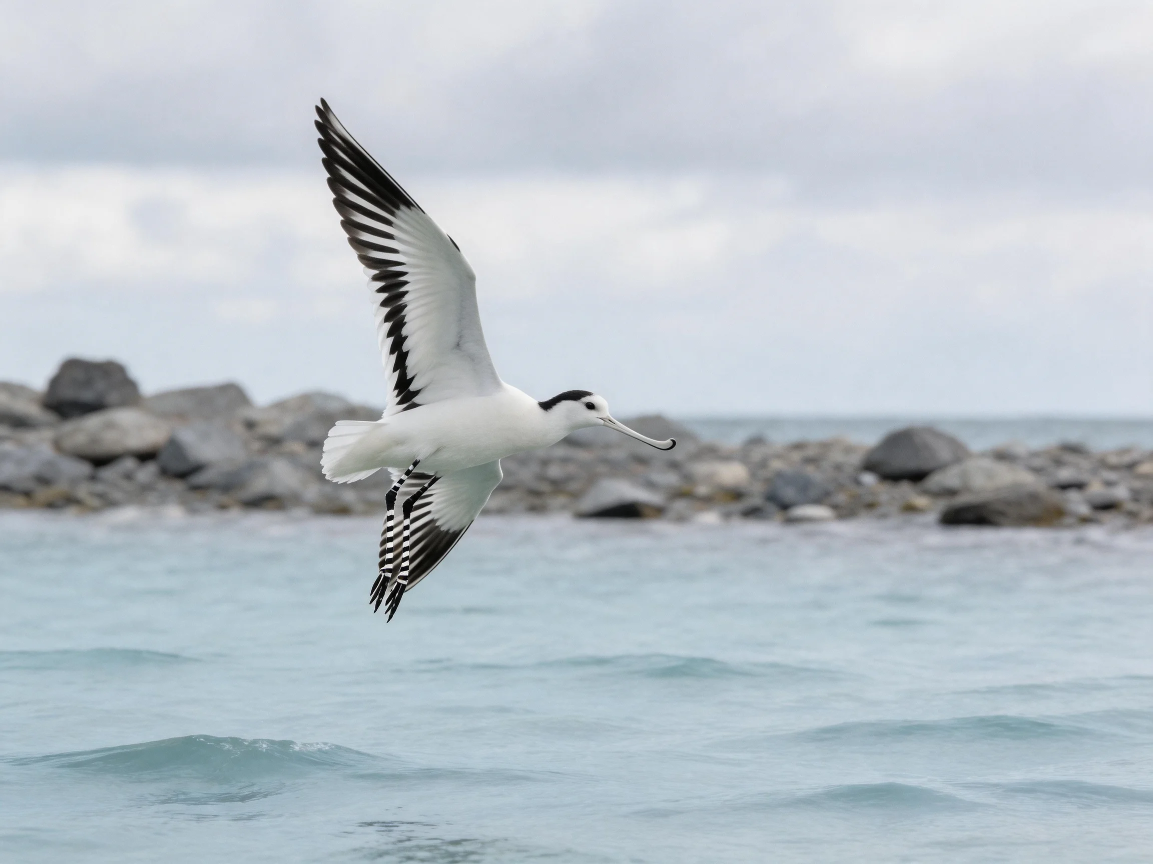 White seabird with black wingtips flying over calm blue water