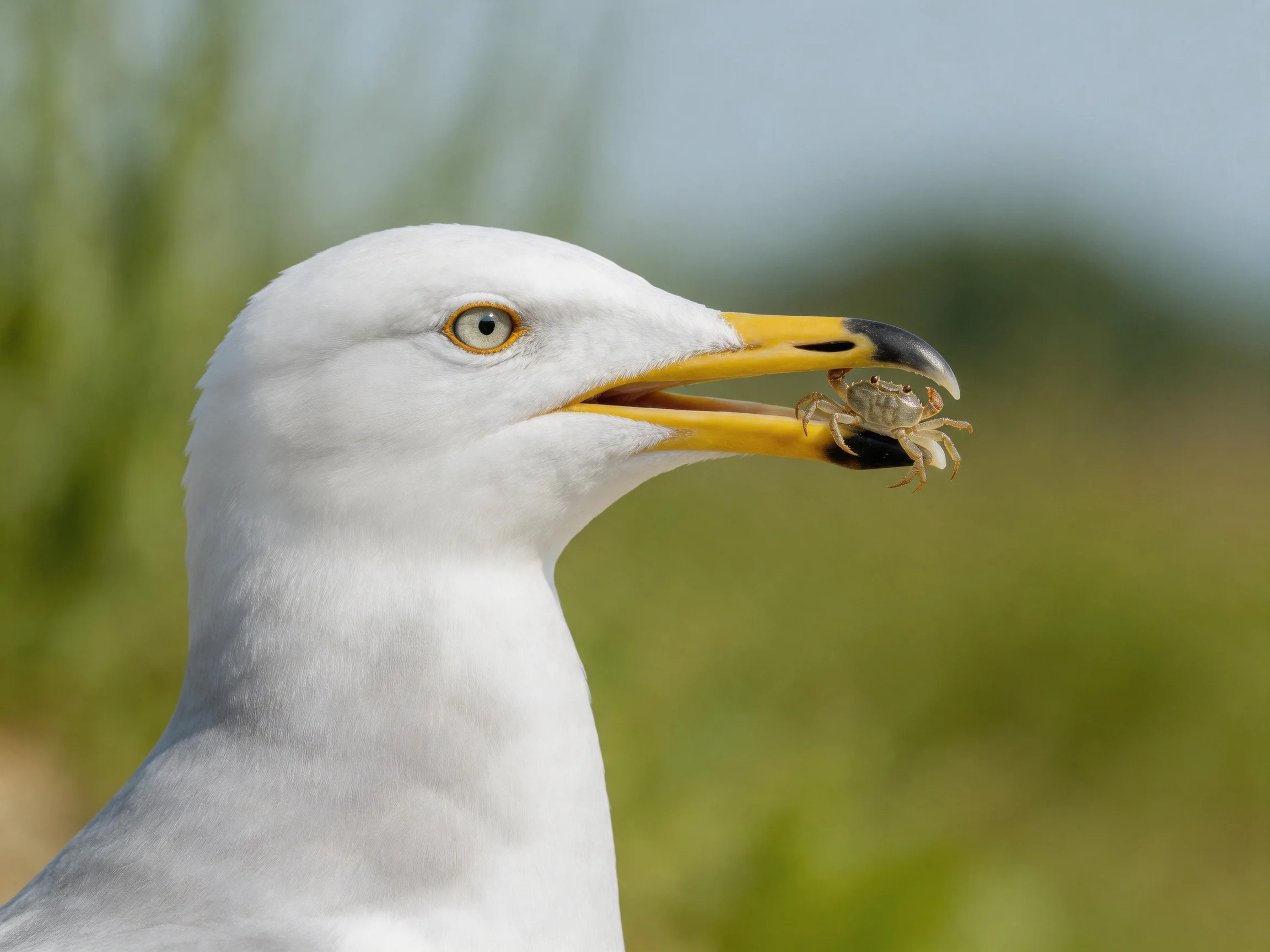 White seagull grasping small crab in yellow-black beak