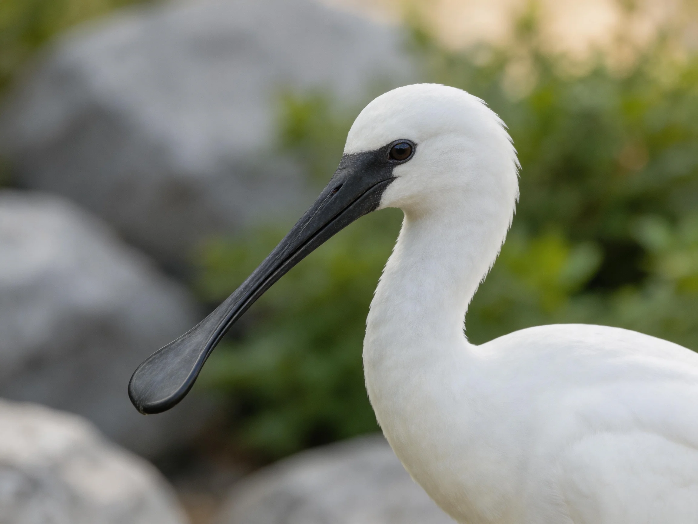 White spoonbill bird with long black spoon-shaped beak near rocks and vegetation