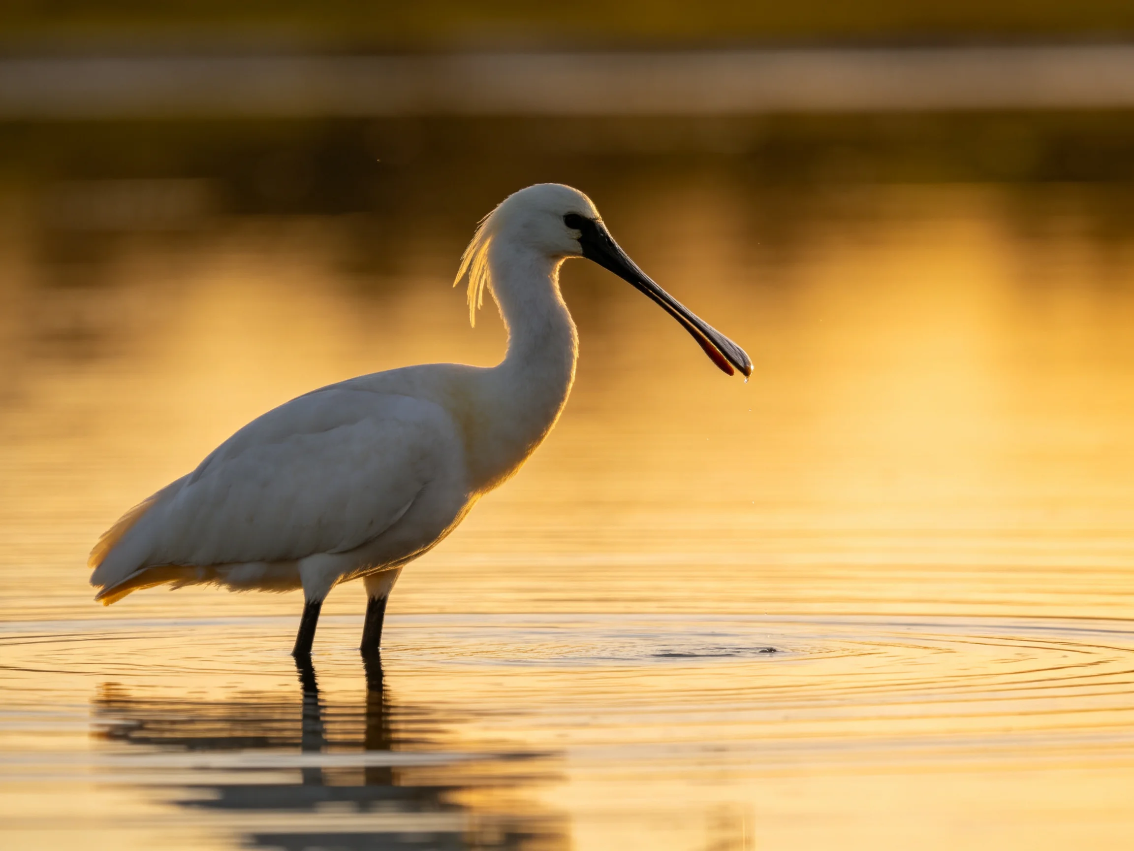 White spoonbill wading in golden sunset waters