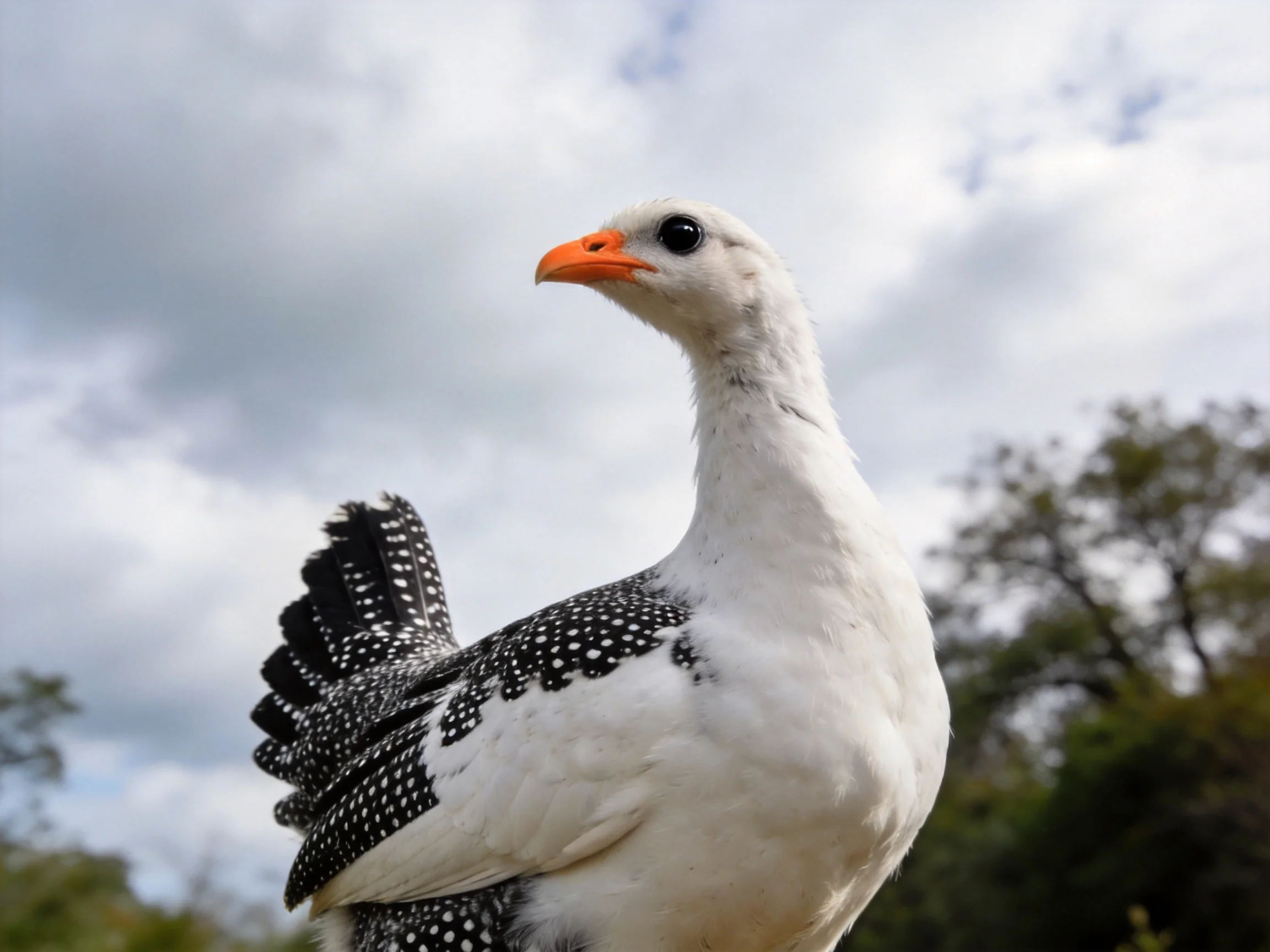 White-spotted bird with orange beak near trees under cloudy sky