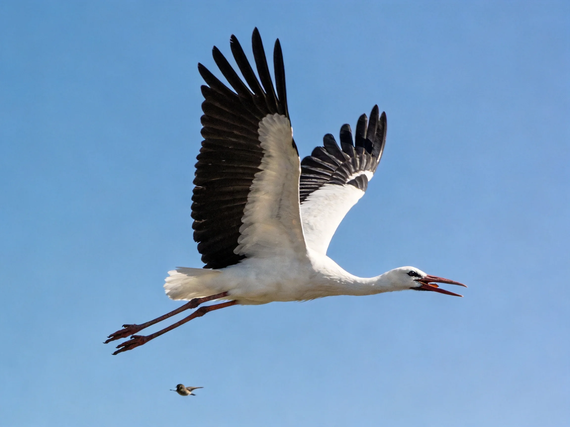 White stork soaring with black wingtips over a clear blue sky