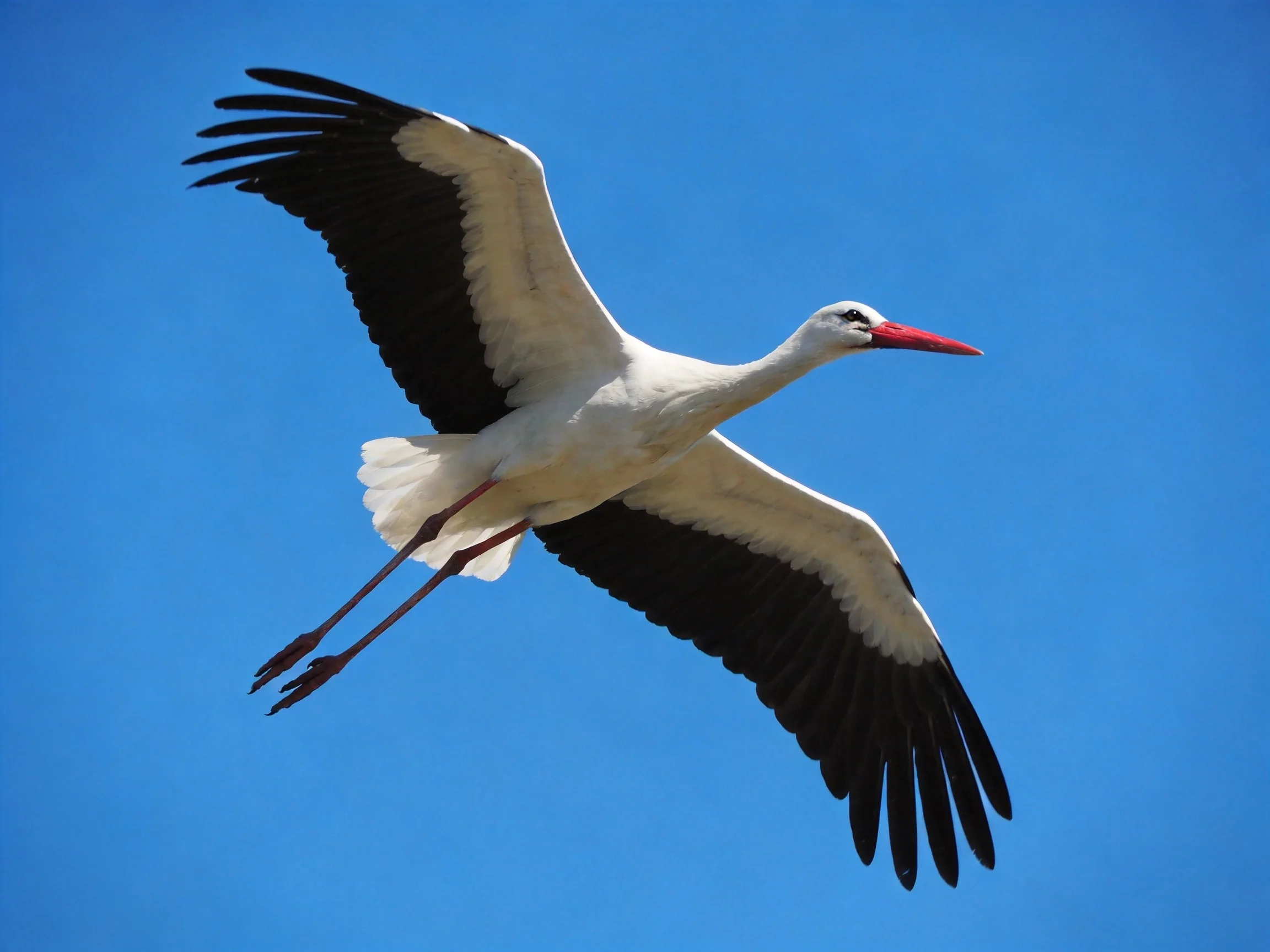 White stork with black wings flies in clear blue sky