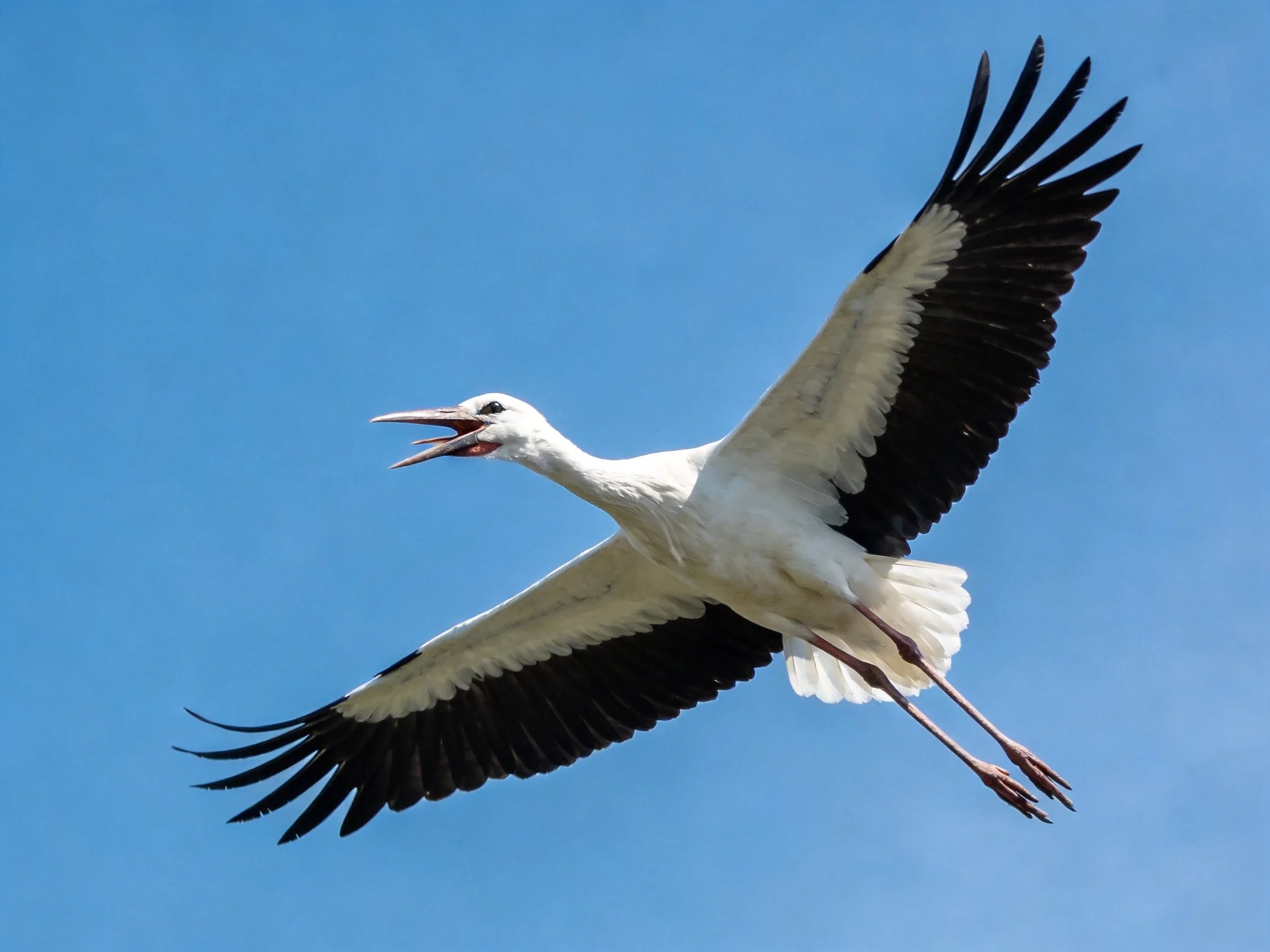 White stork with black wings flying in clear blue sky