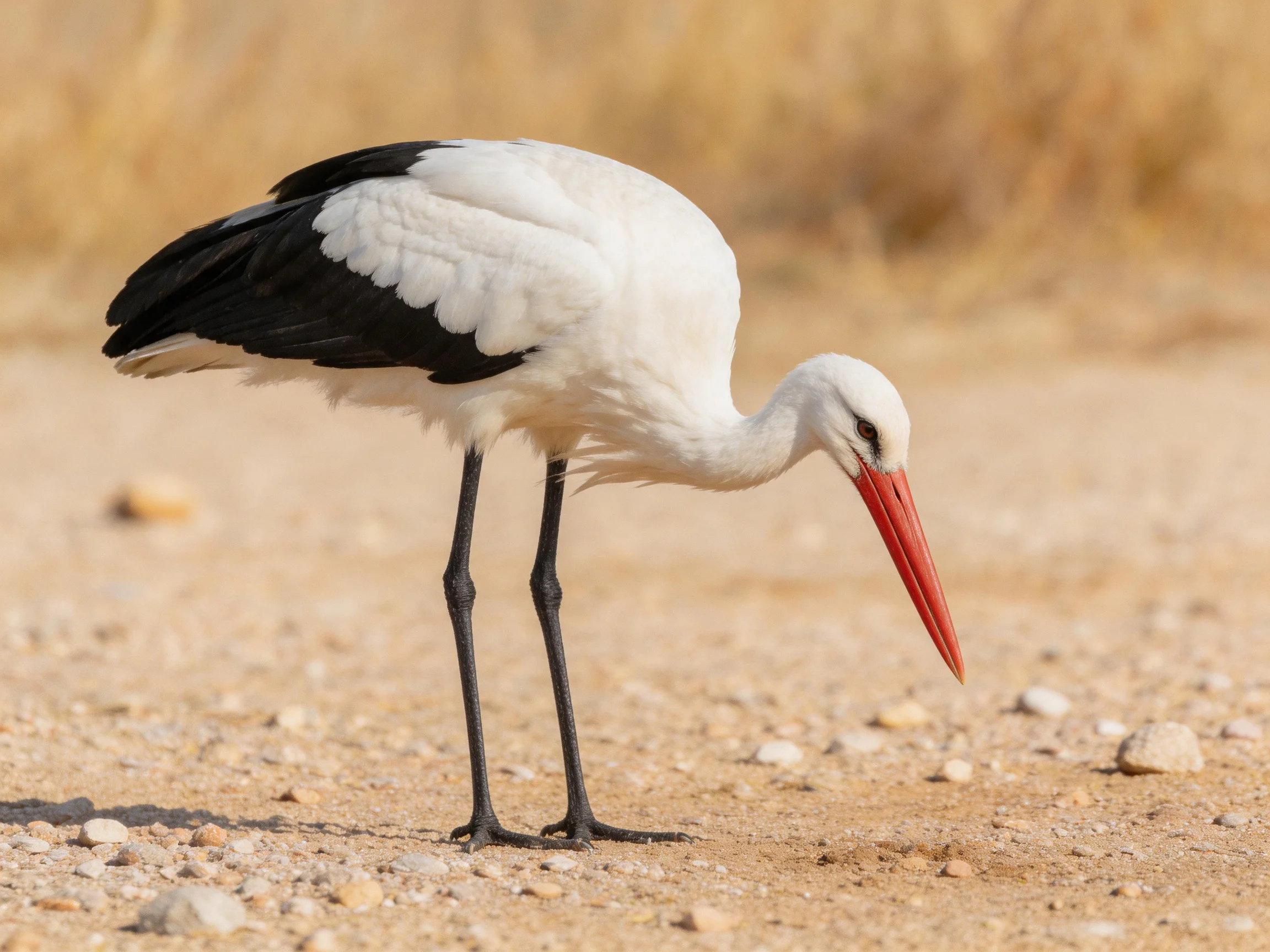 White stork with black wings foraging on sandy, rocky ground