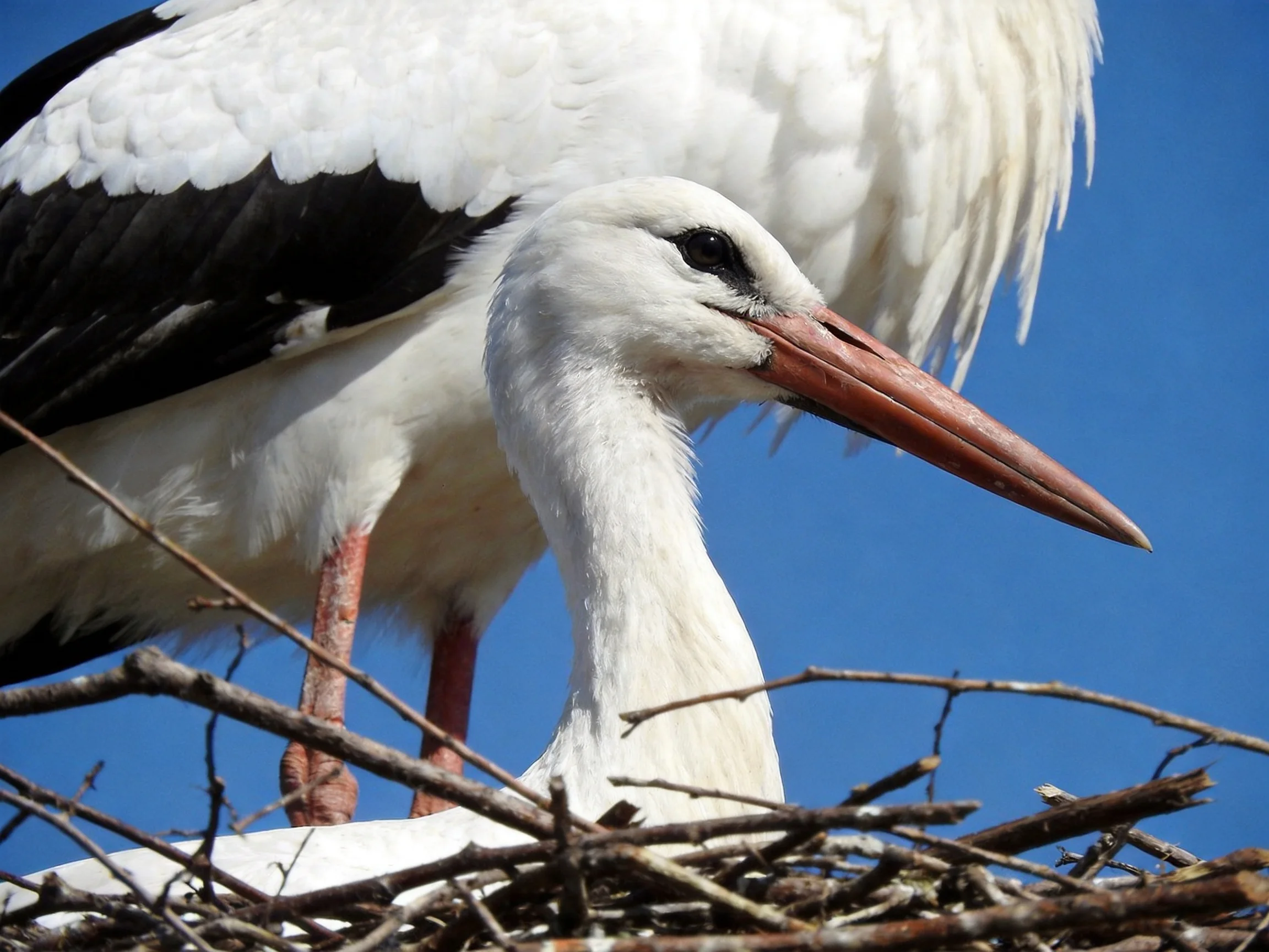 White storks with black wing feathers perched in a twig nest