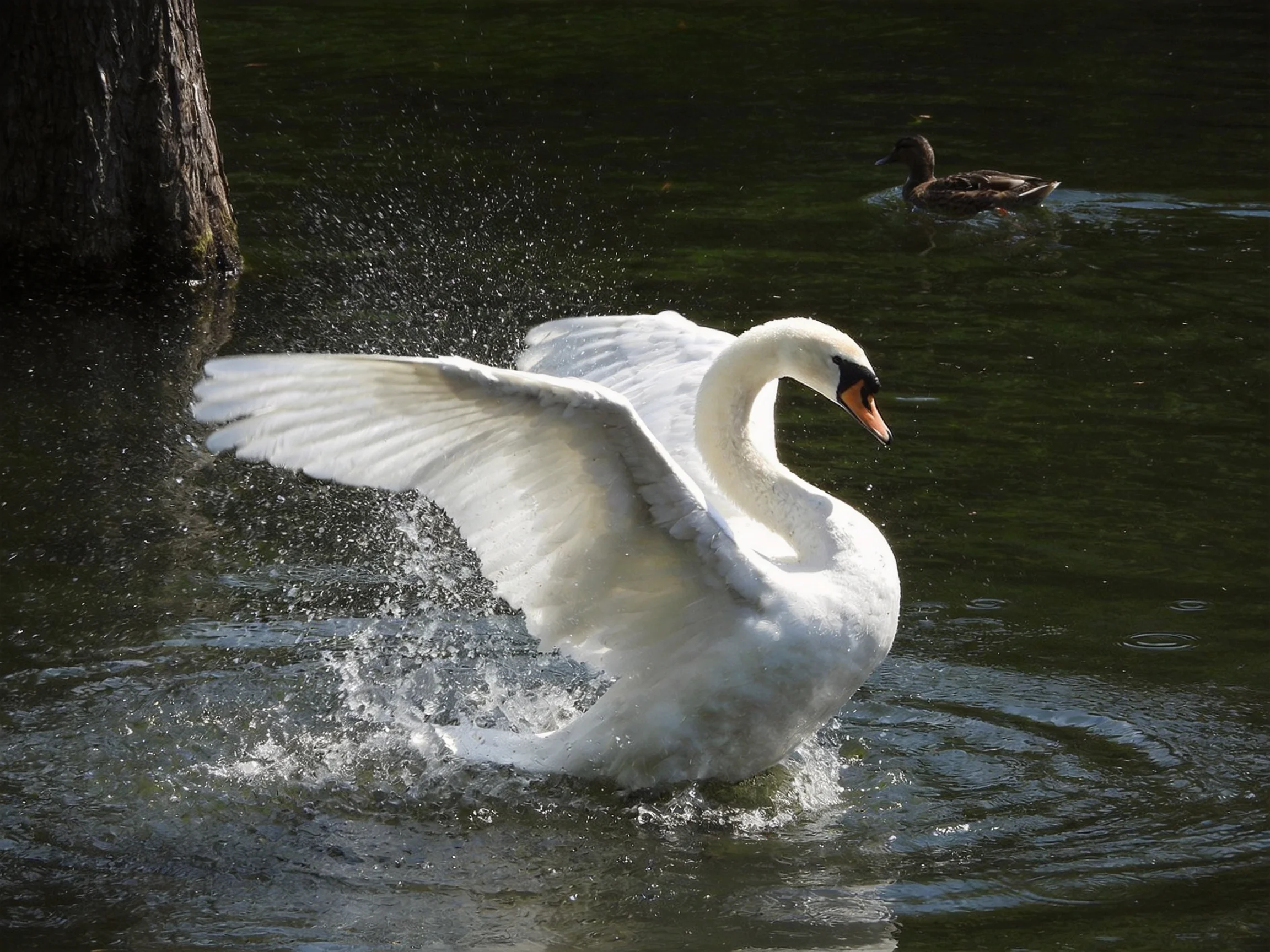 White swan flapping wings in dark water with brown duck nearby