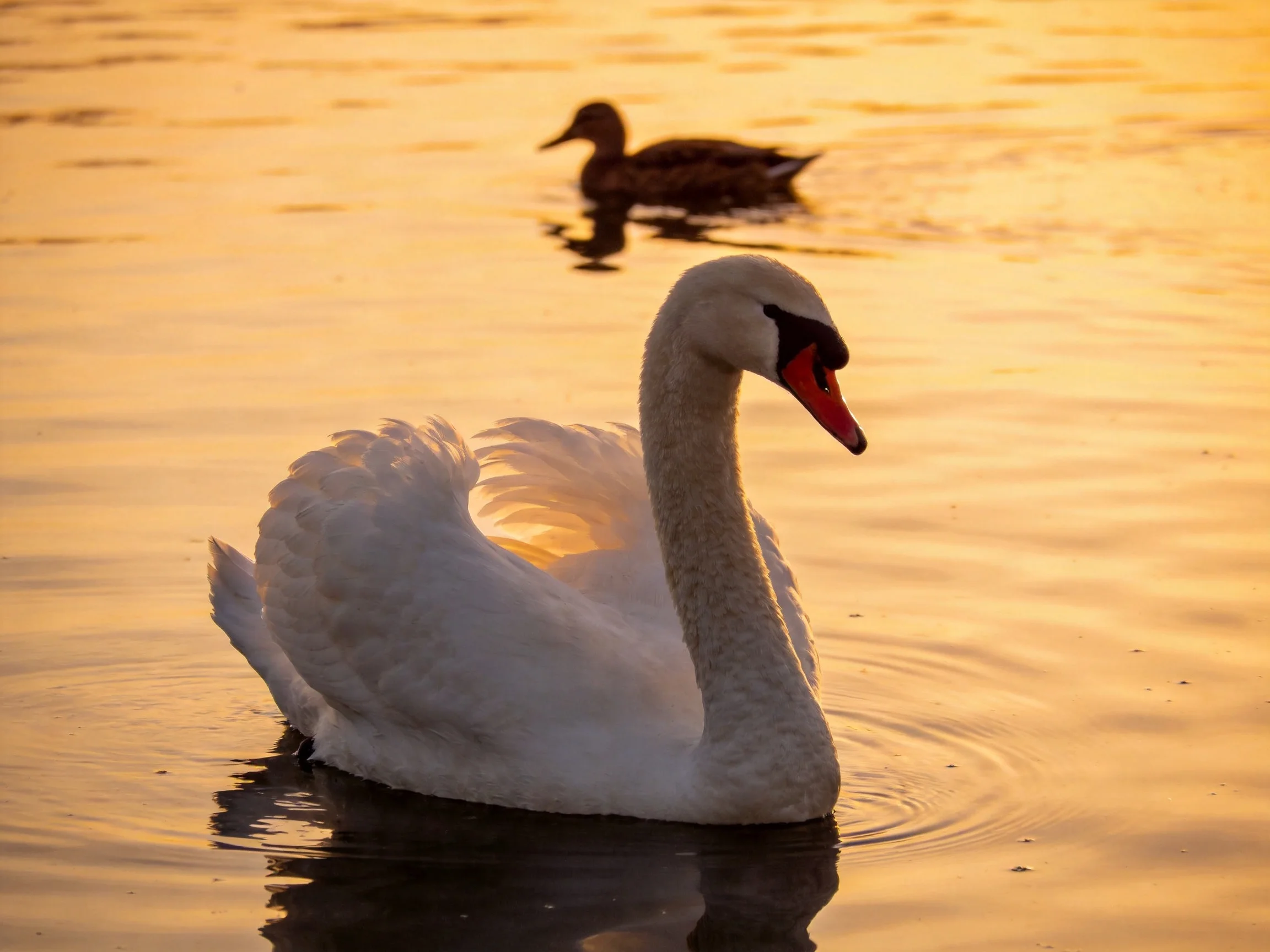 White swan glides near brown duck on golden water