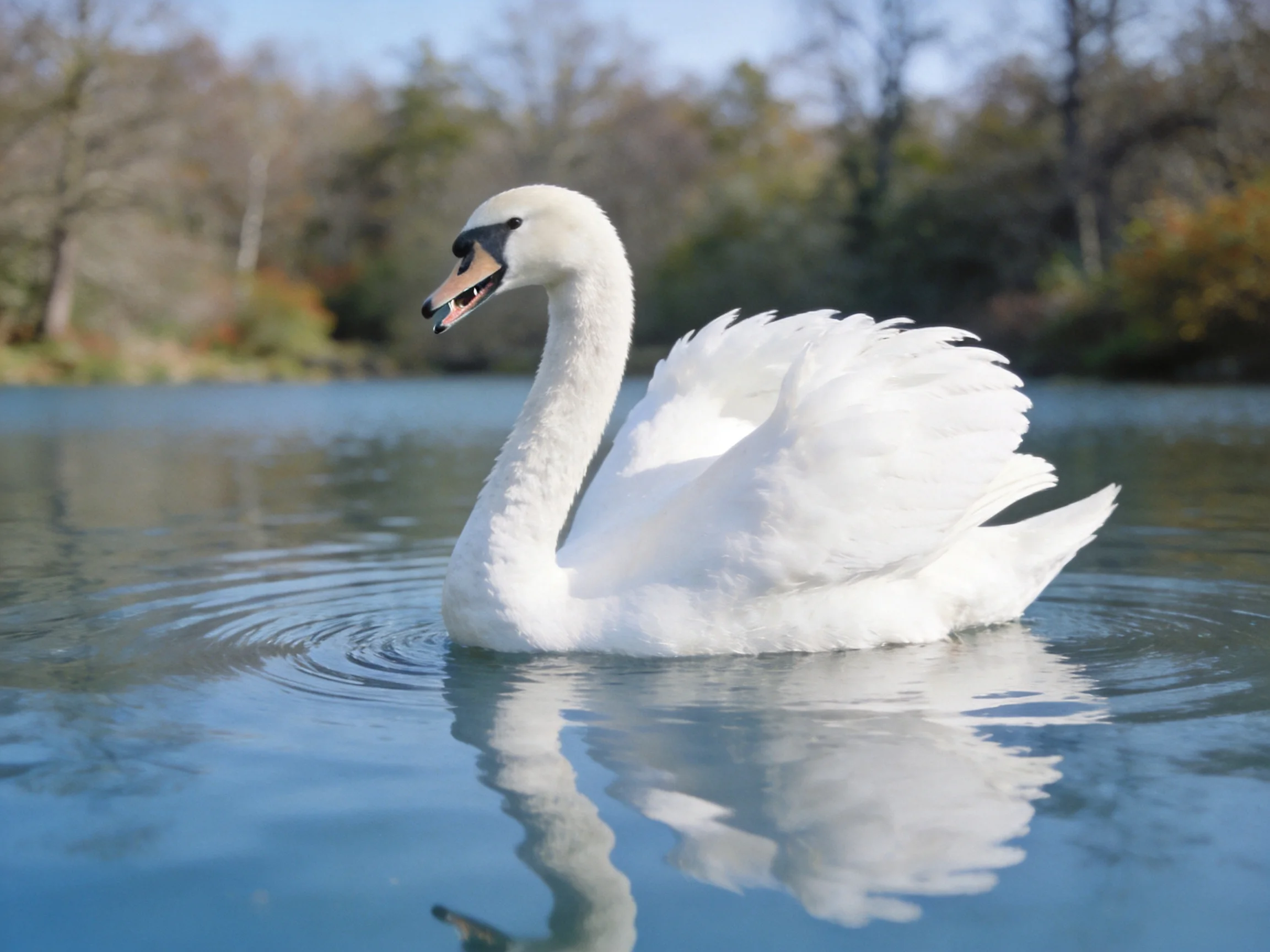 White swan gliding on calm blue water with autumnal trees