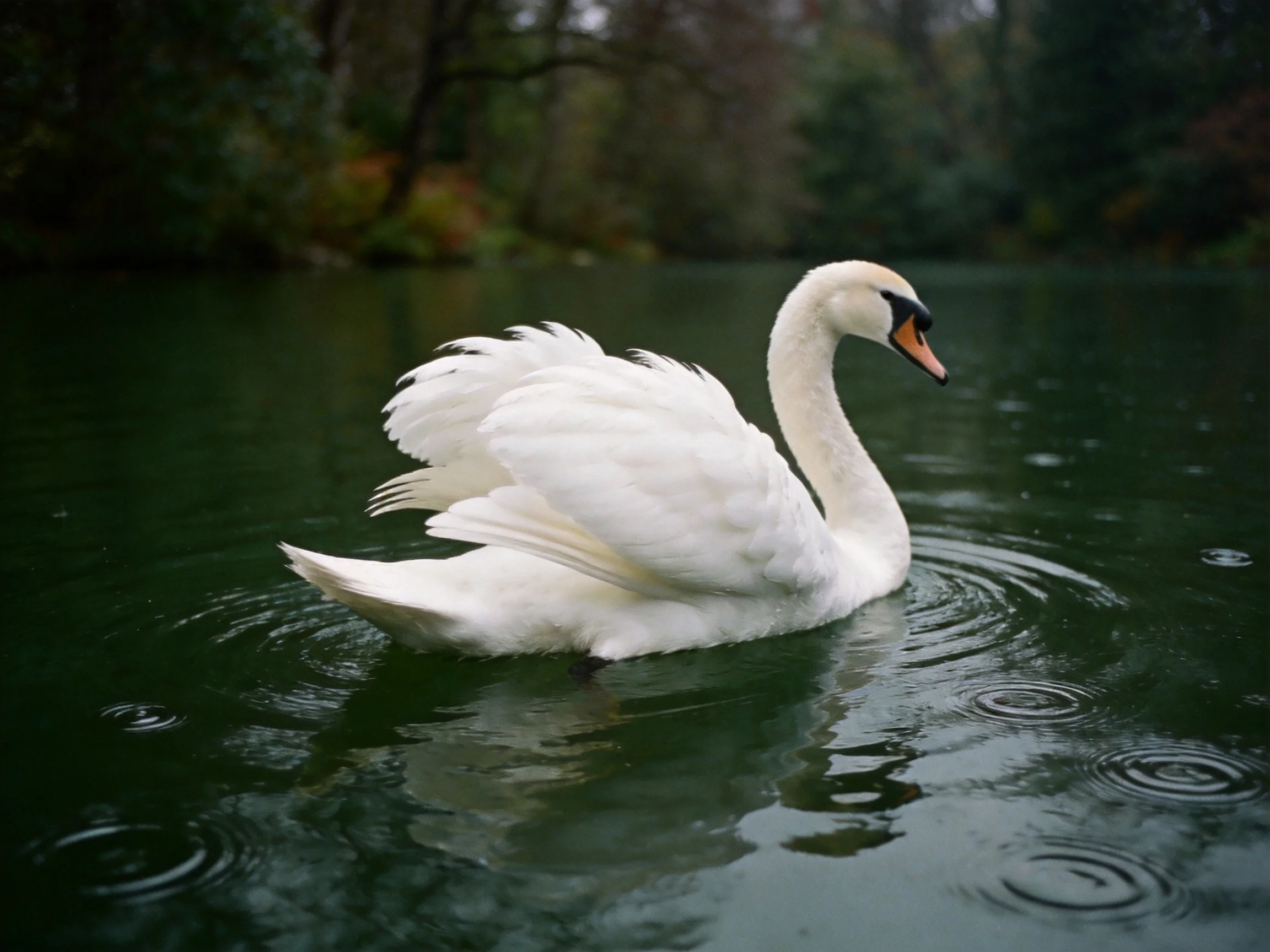 White swan gliding on dark green water near forested shore