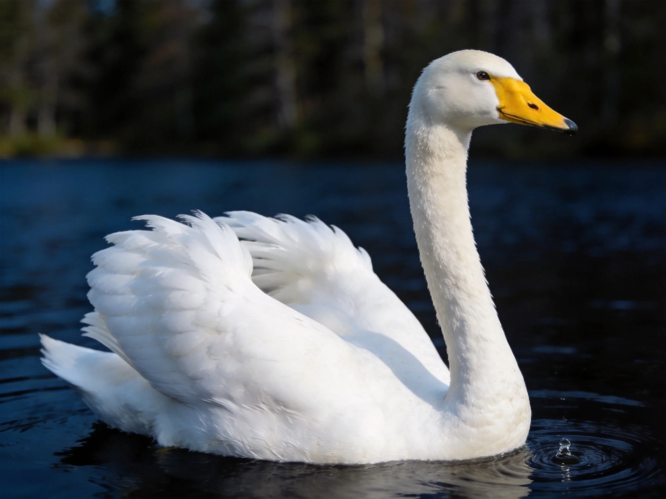 White swan gliding on dark water near forested shore