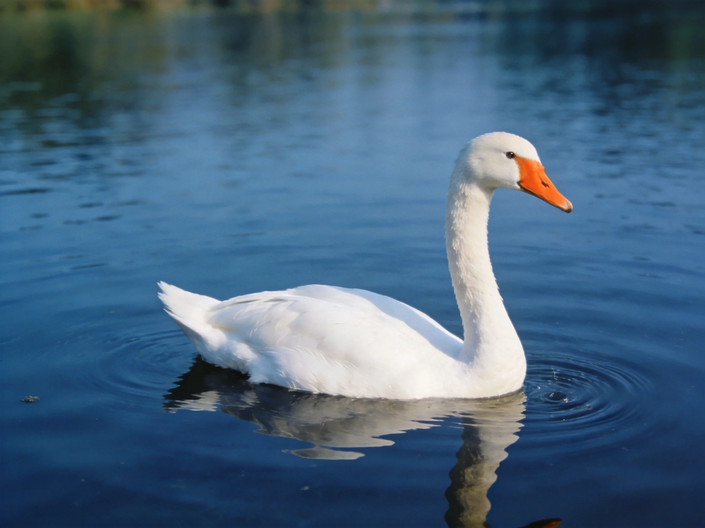 White swan gliding on serene blue water