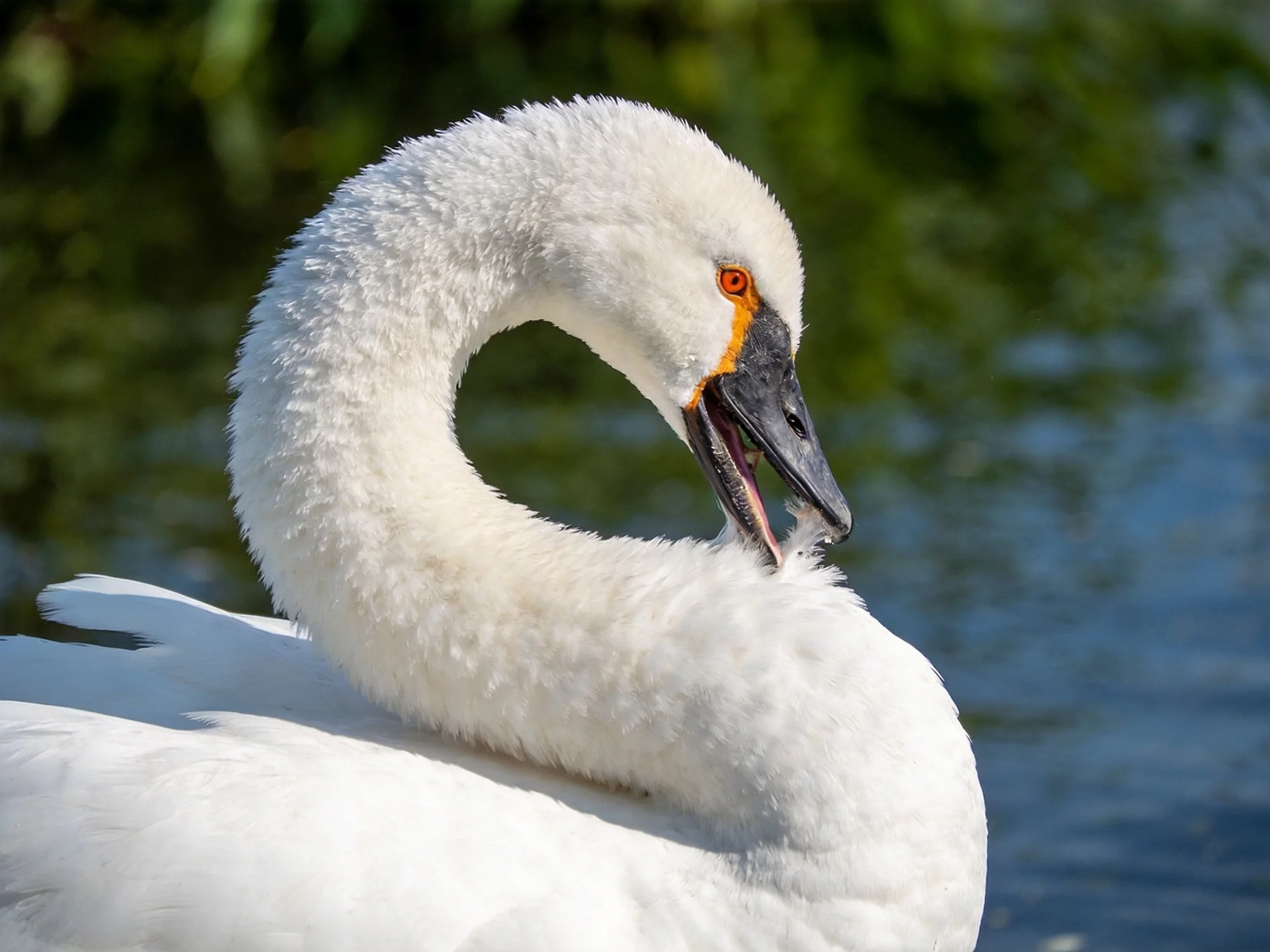 White swan preening near calm water with green foliage