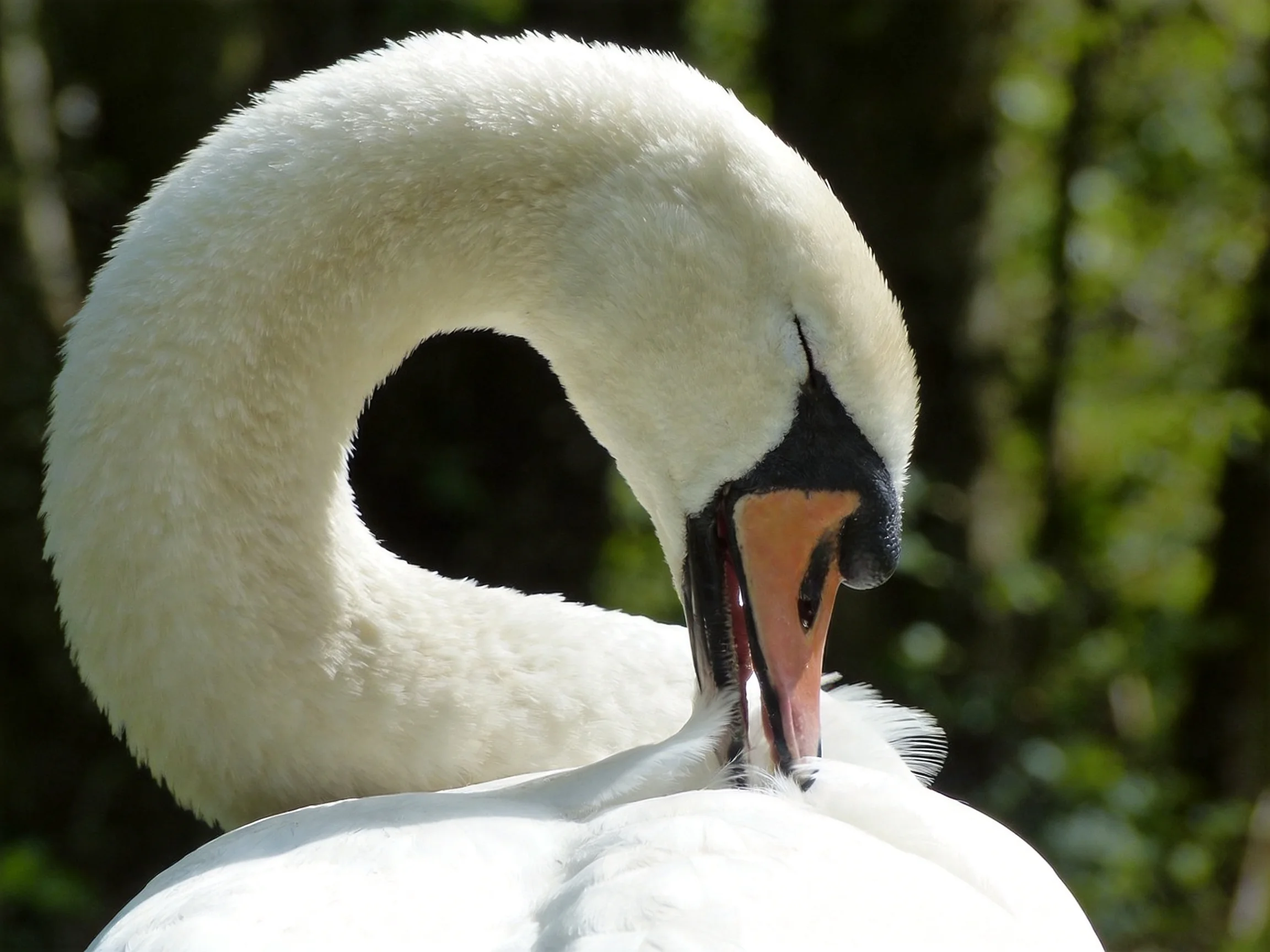 White swan preening with curved neck and orange beak