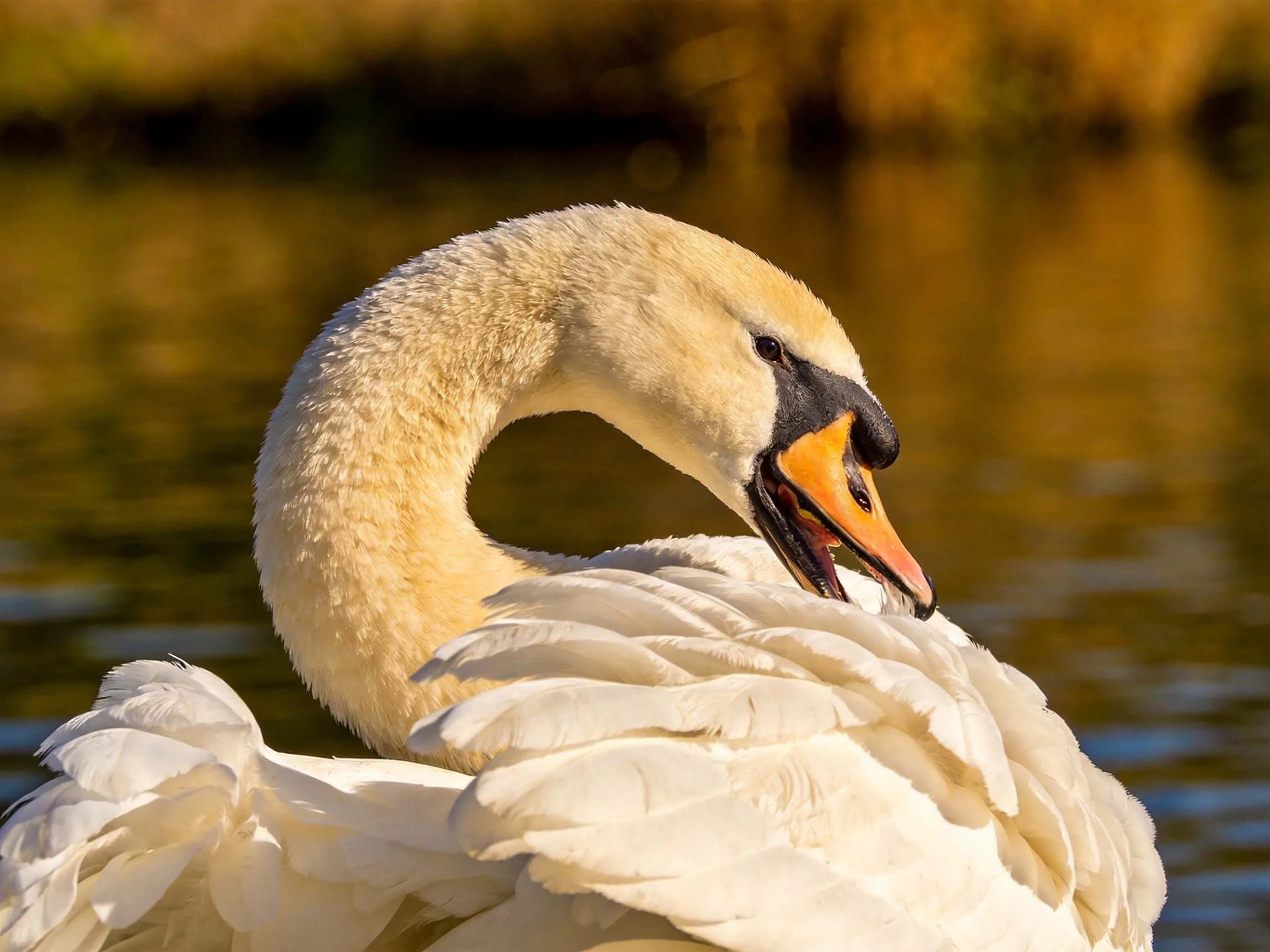 White swan preening with orange beak by calm waters