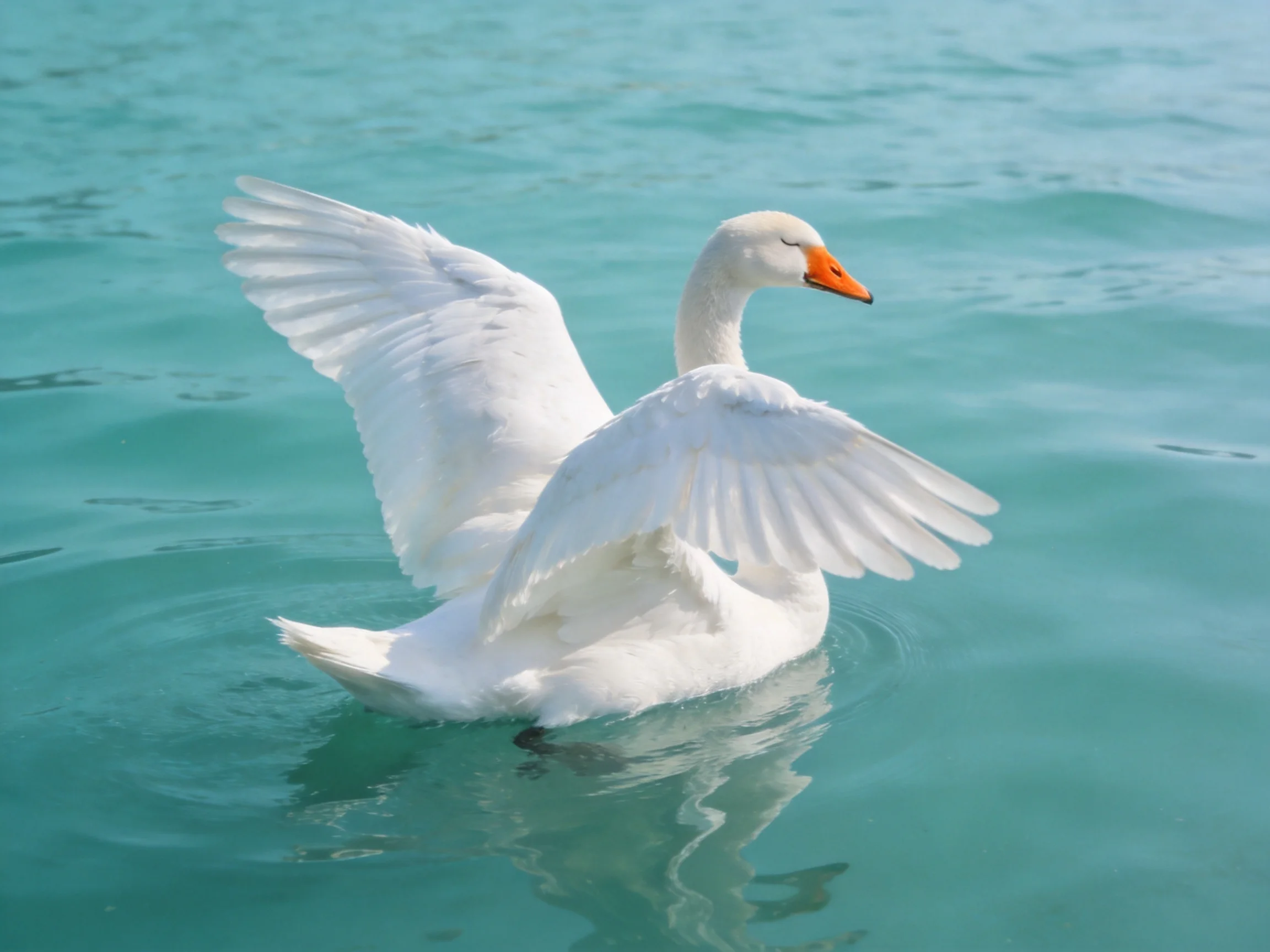 White swan spreading wings on turquoise water