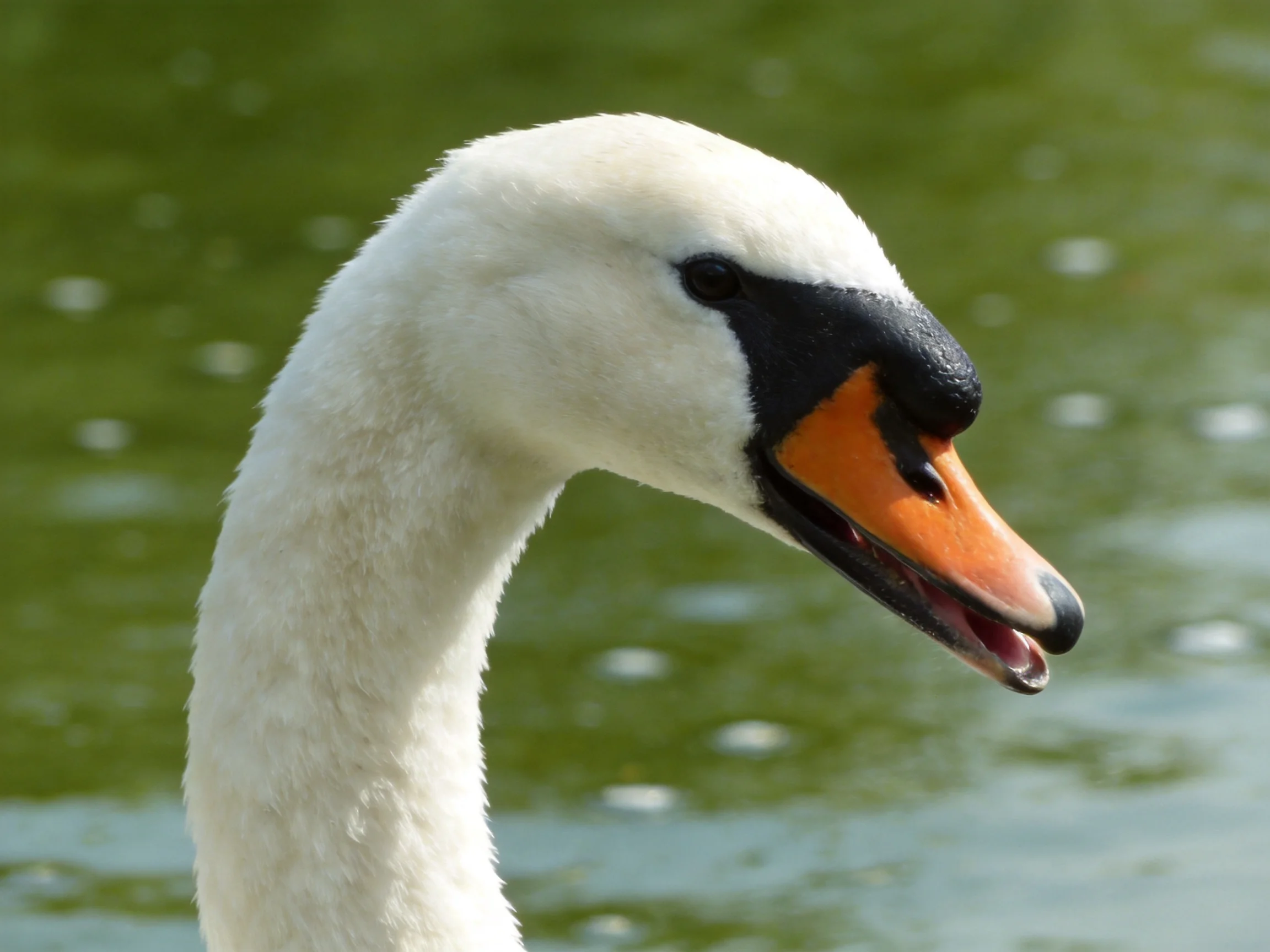 White swan with black and orange beak near green water