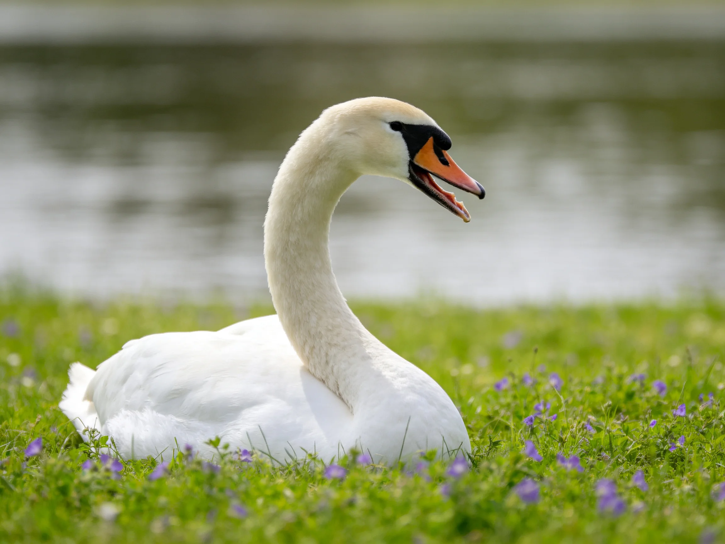 A white swan rests on green grass beside calm water.