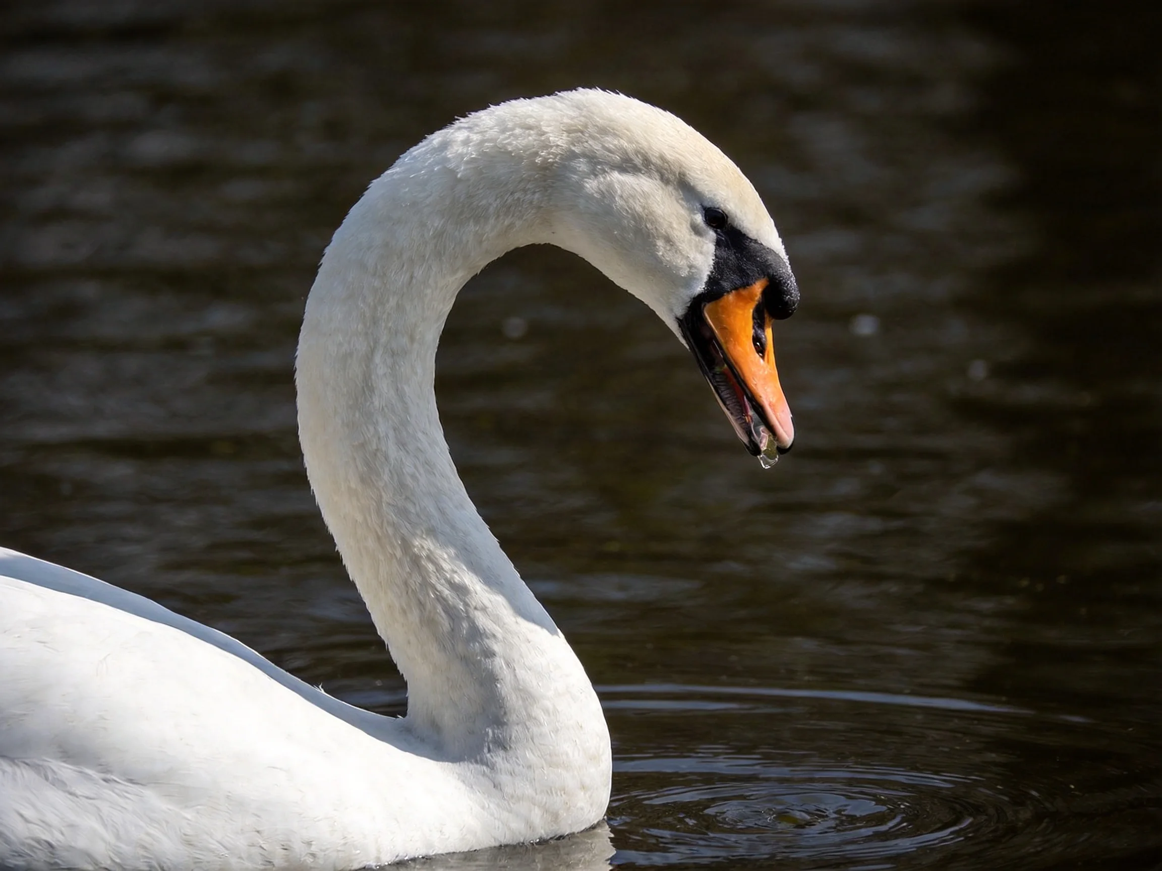 White swan with orange beak swims in dark water