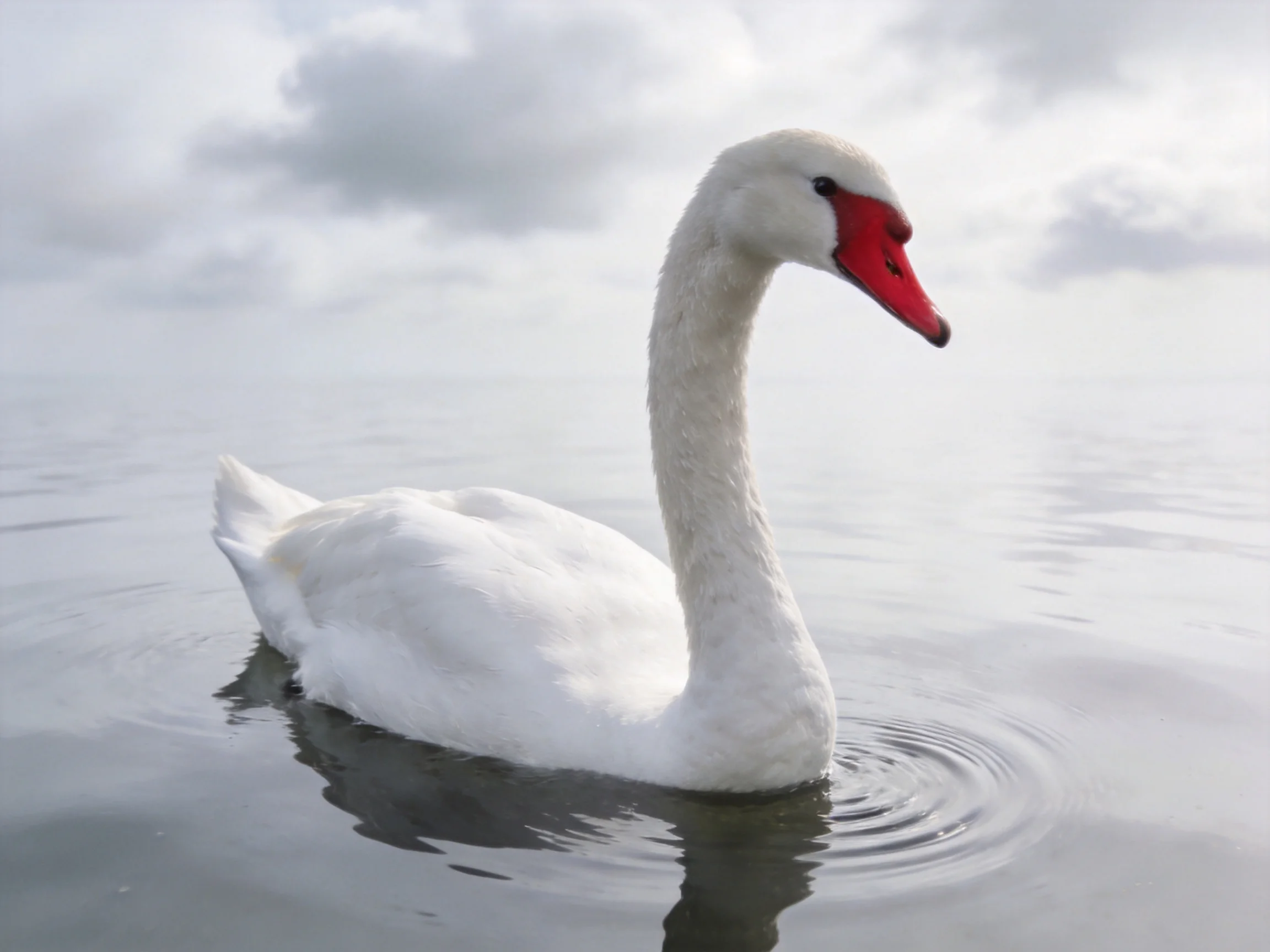 White swan with red beak gliding on calm water