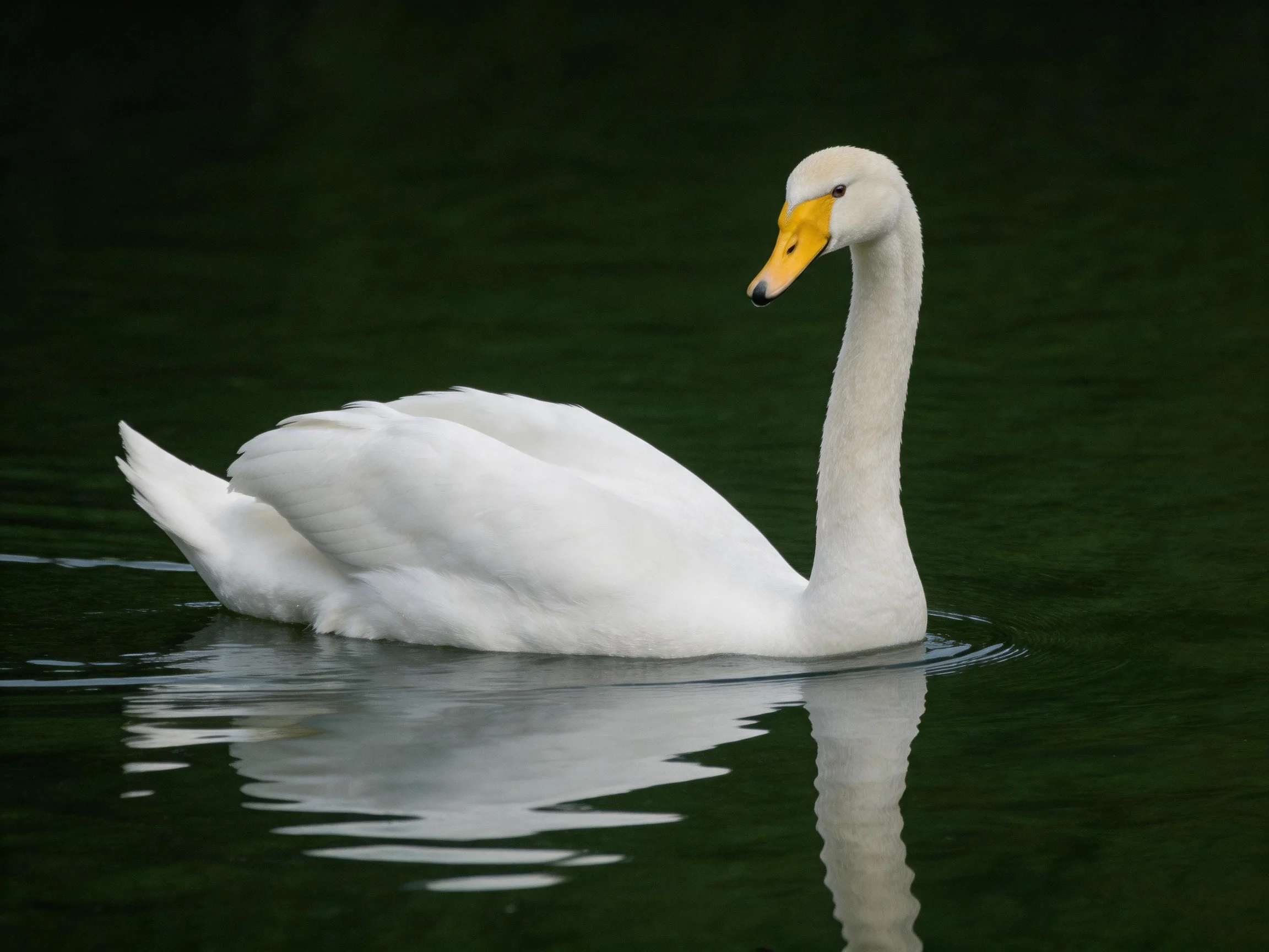 White swan with yellow beak gliding on dark water