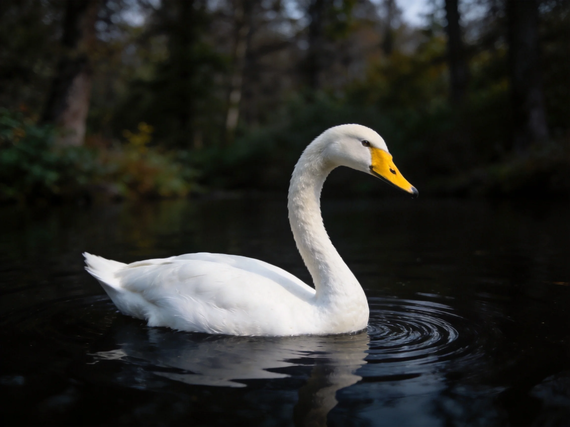 A white swan with a yellow beak swims on dark water near trees.