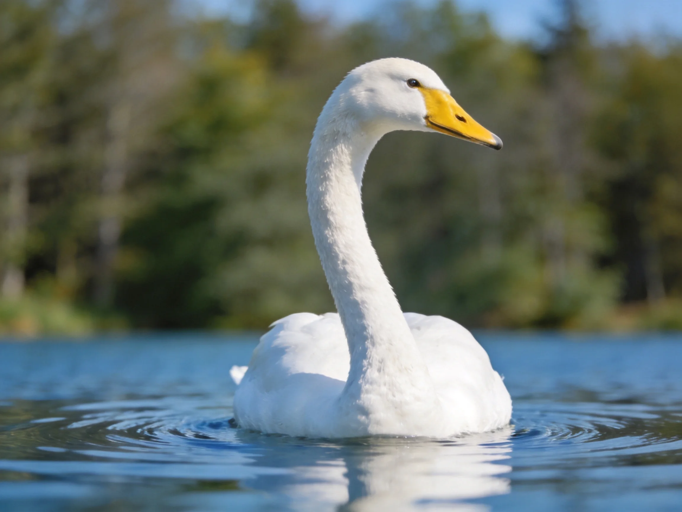 White swan with yellow beak swimming in calm blue water