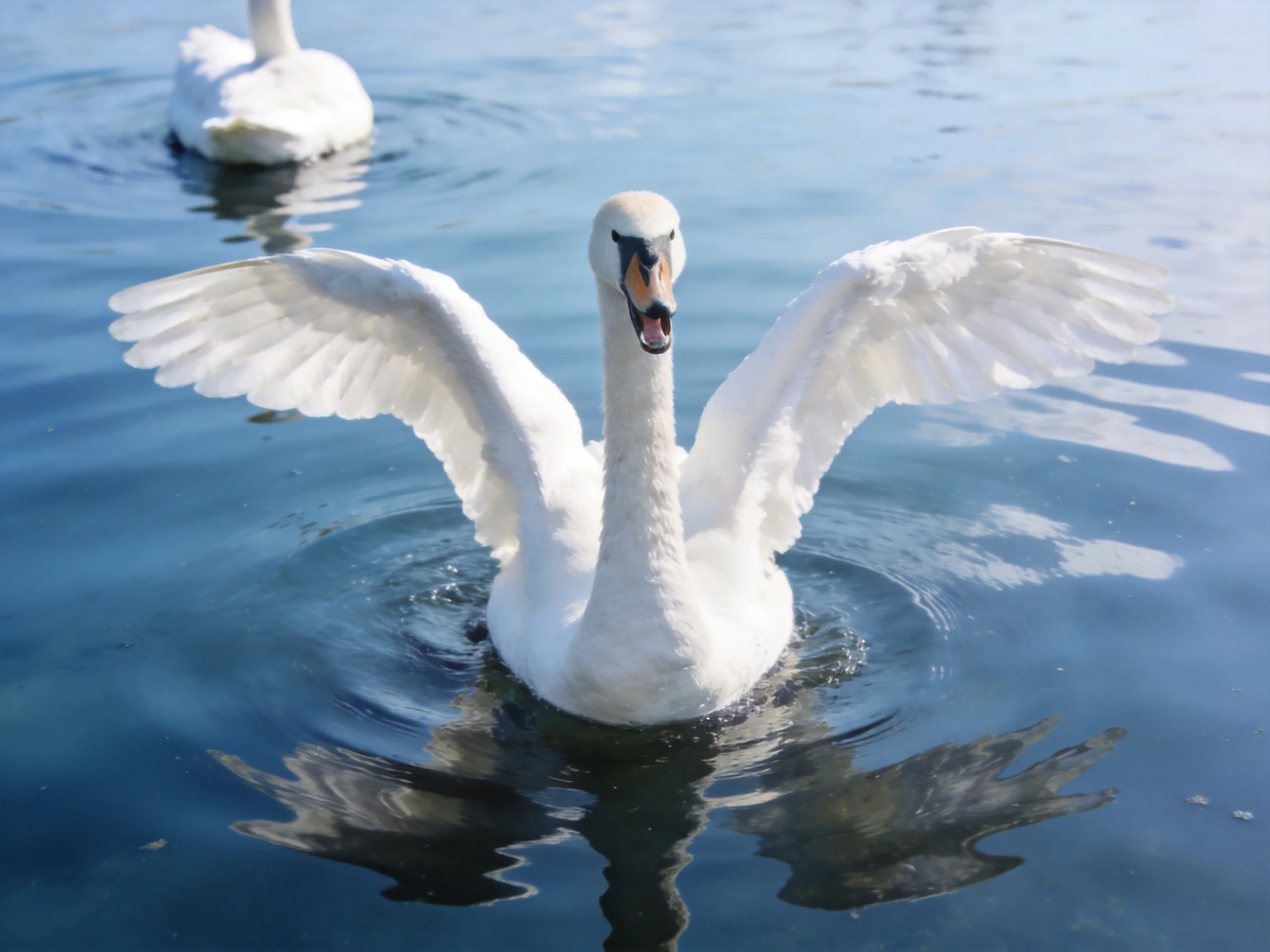 White swans swim in blue water, one spreading wings