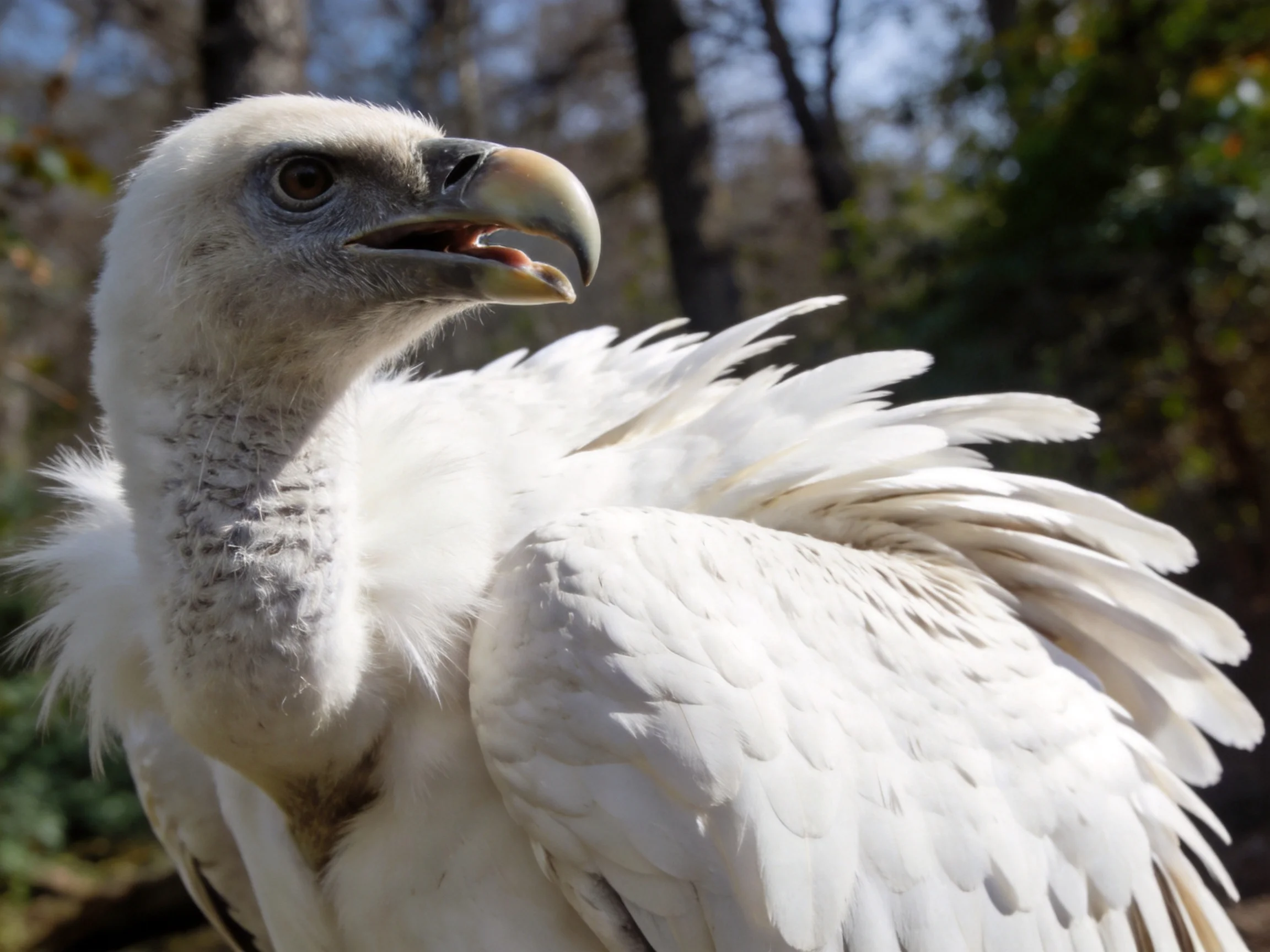 White vulture with open beak near forest trees