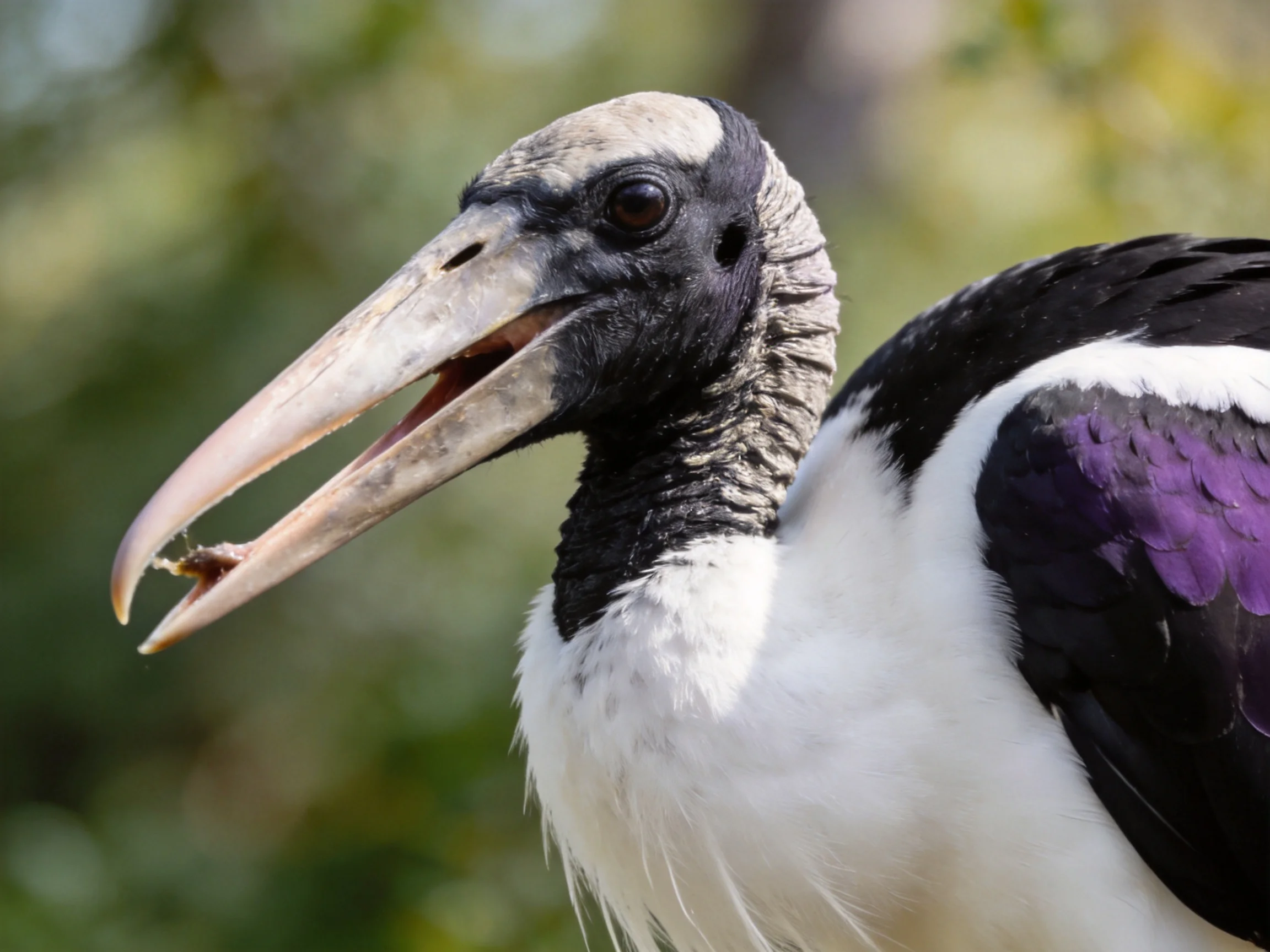 Wood stork with black, white, and purple plumage