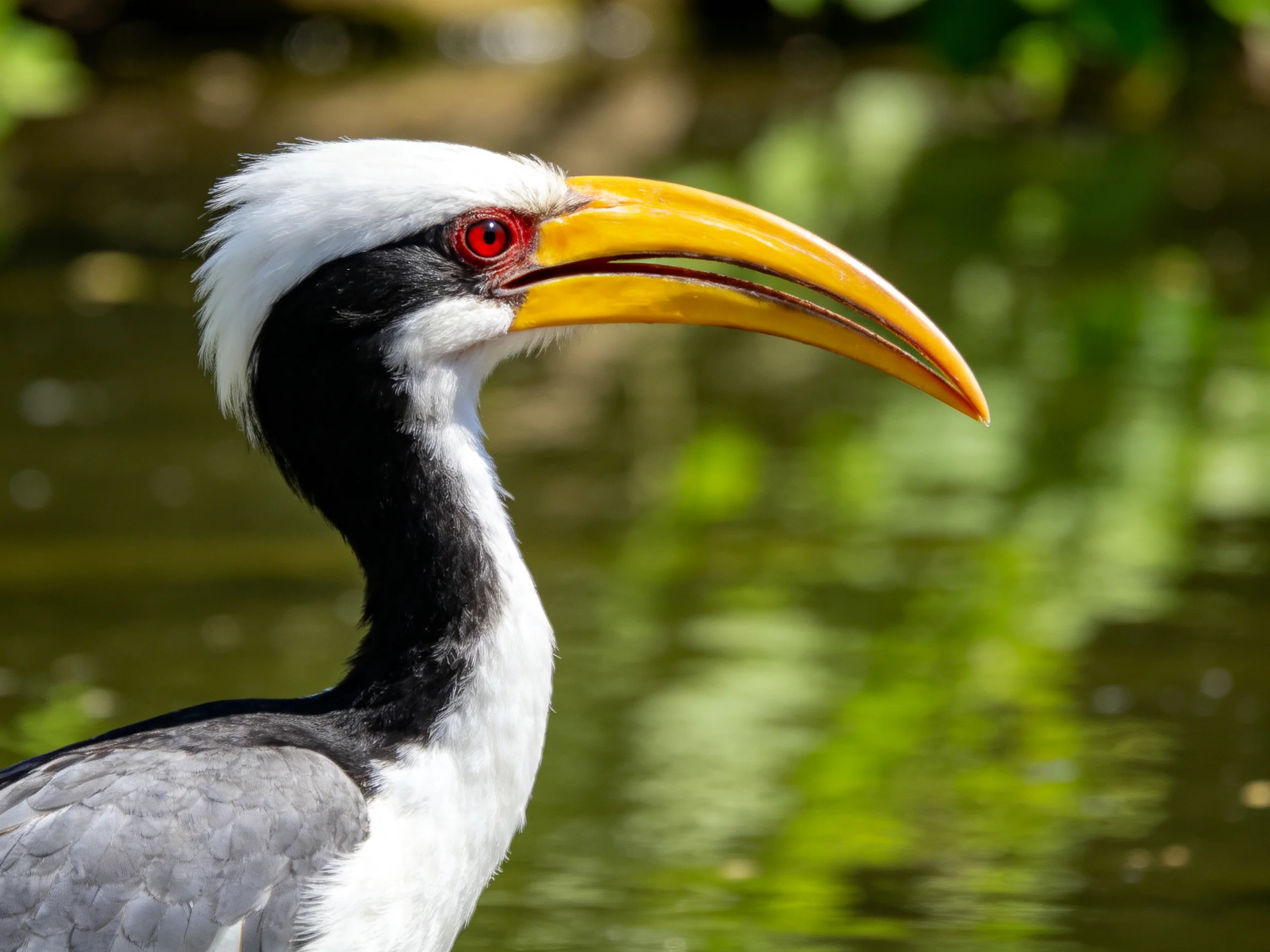 A bird with a large yellow beak and distinctive white crest stands near calm water.