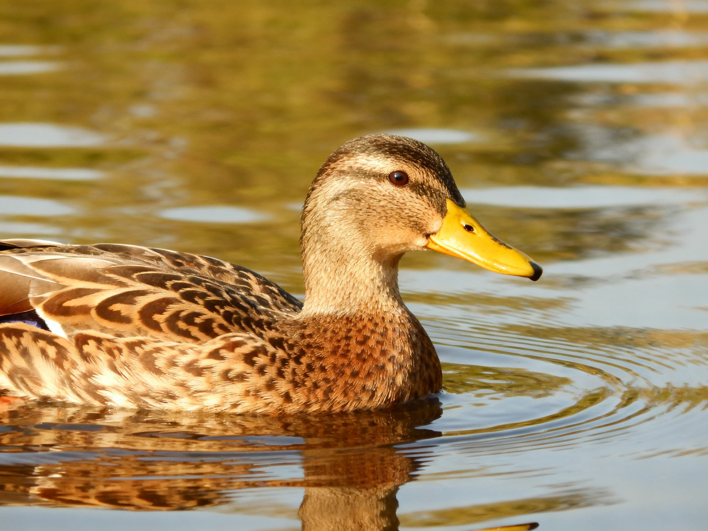 Yellow-beaked duck with brown-speckled plumage swims in rippled water