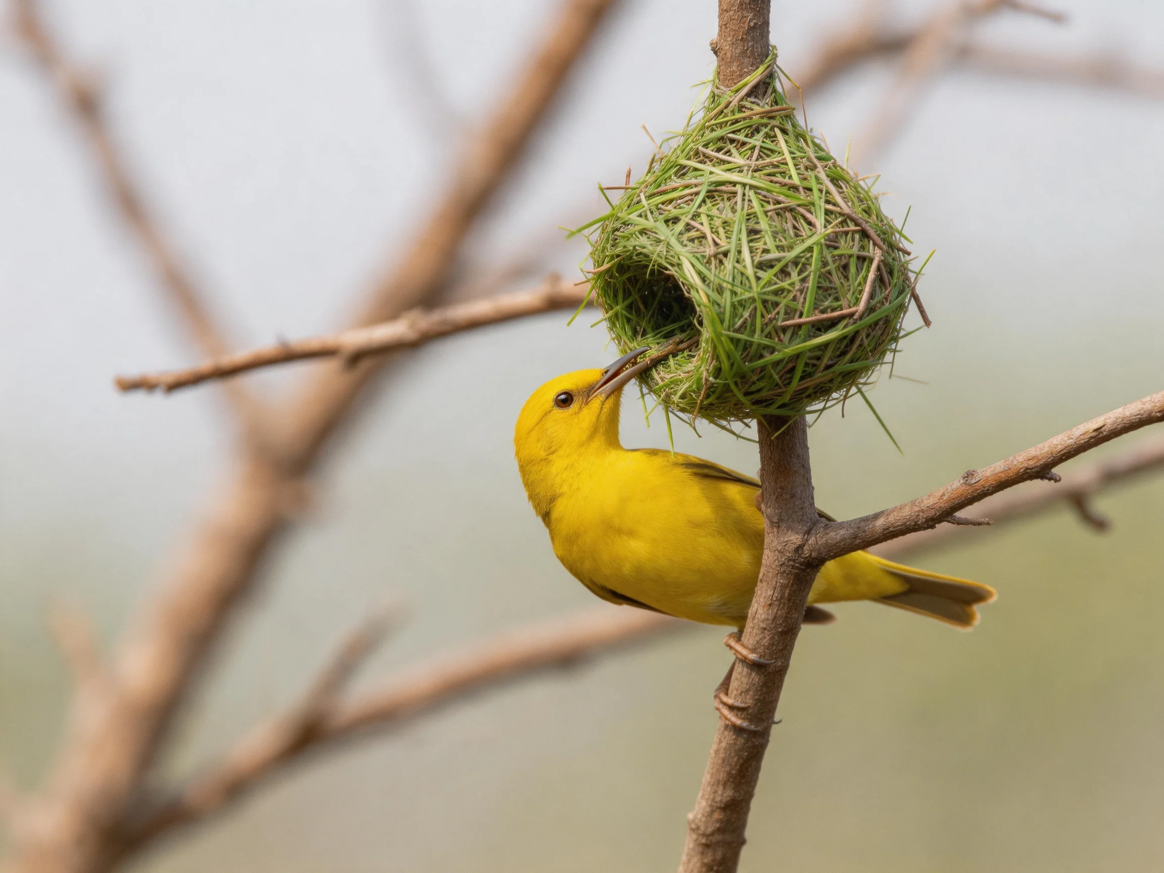 Yellow bird constructing grass nest on tree branch