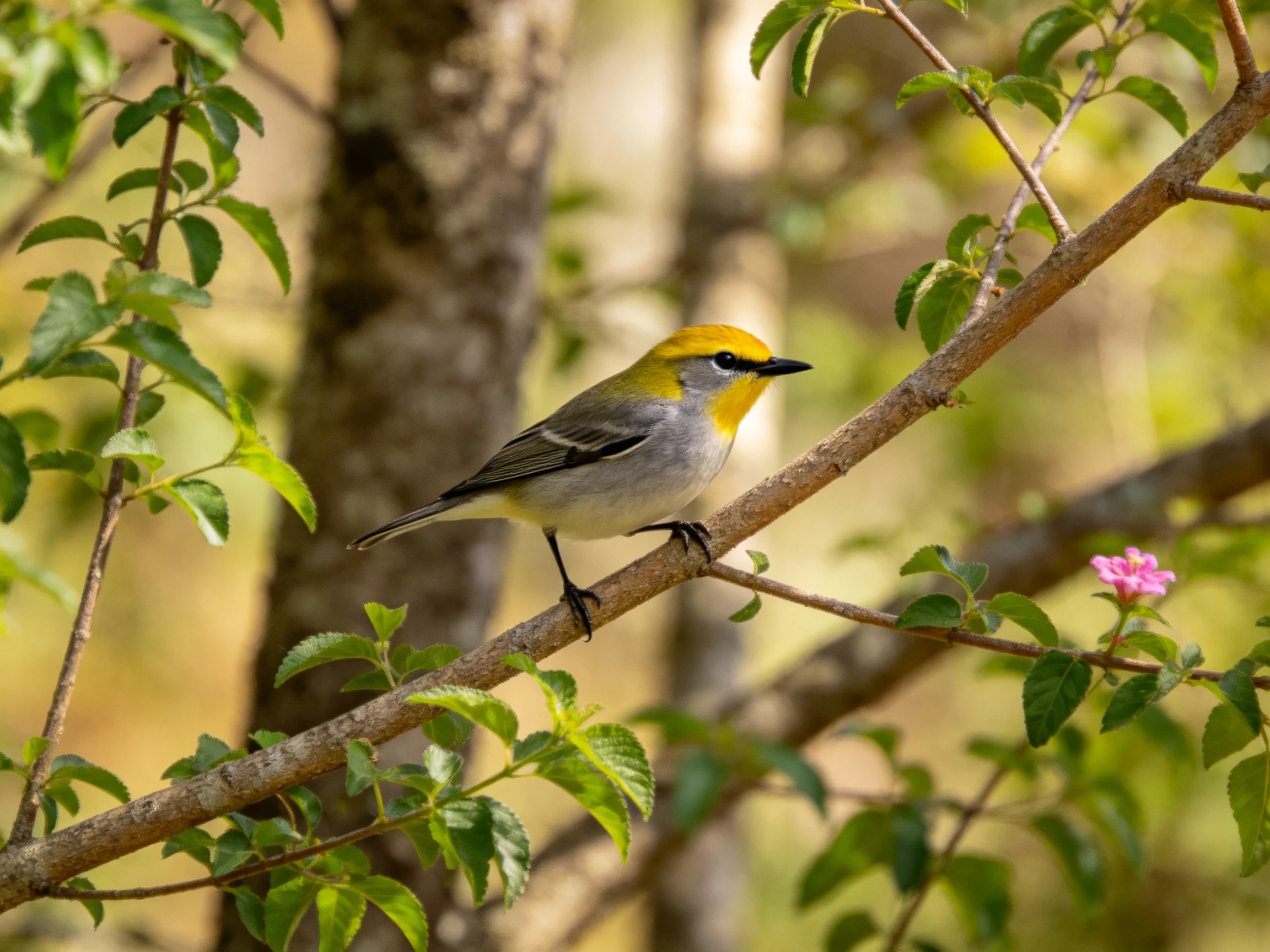Yellow-headed bird perched on a tree branch with pink flowers