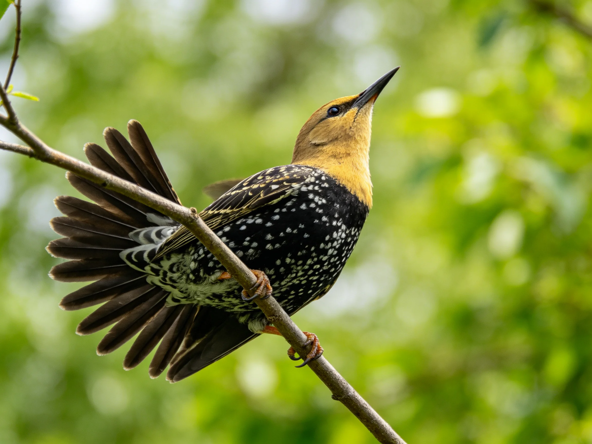 A yellow-headed, black-spotted bird perches on a branch with wings spread.