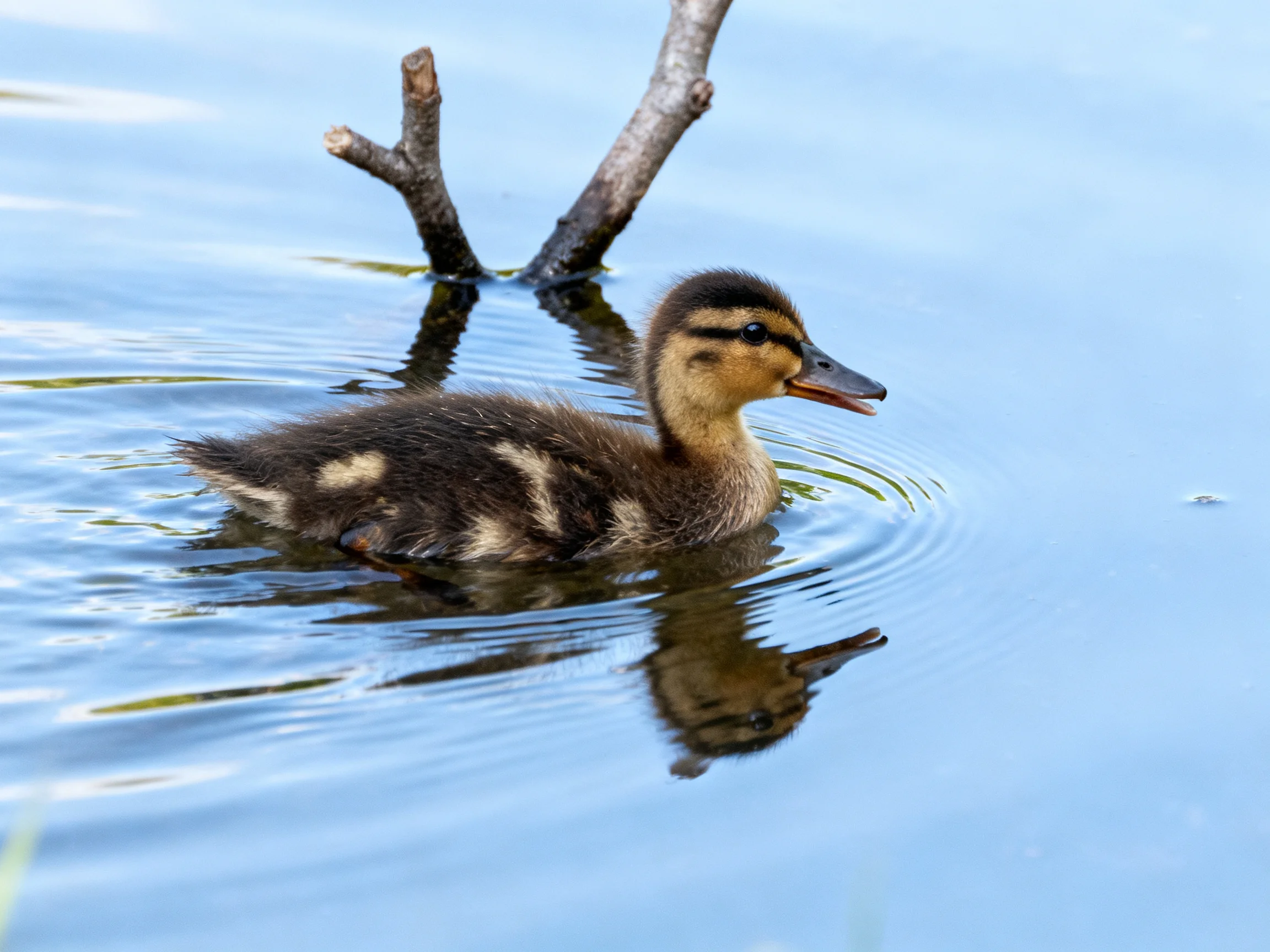 Young duckling swims near branch in calm blue water