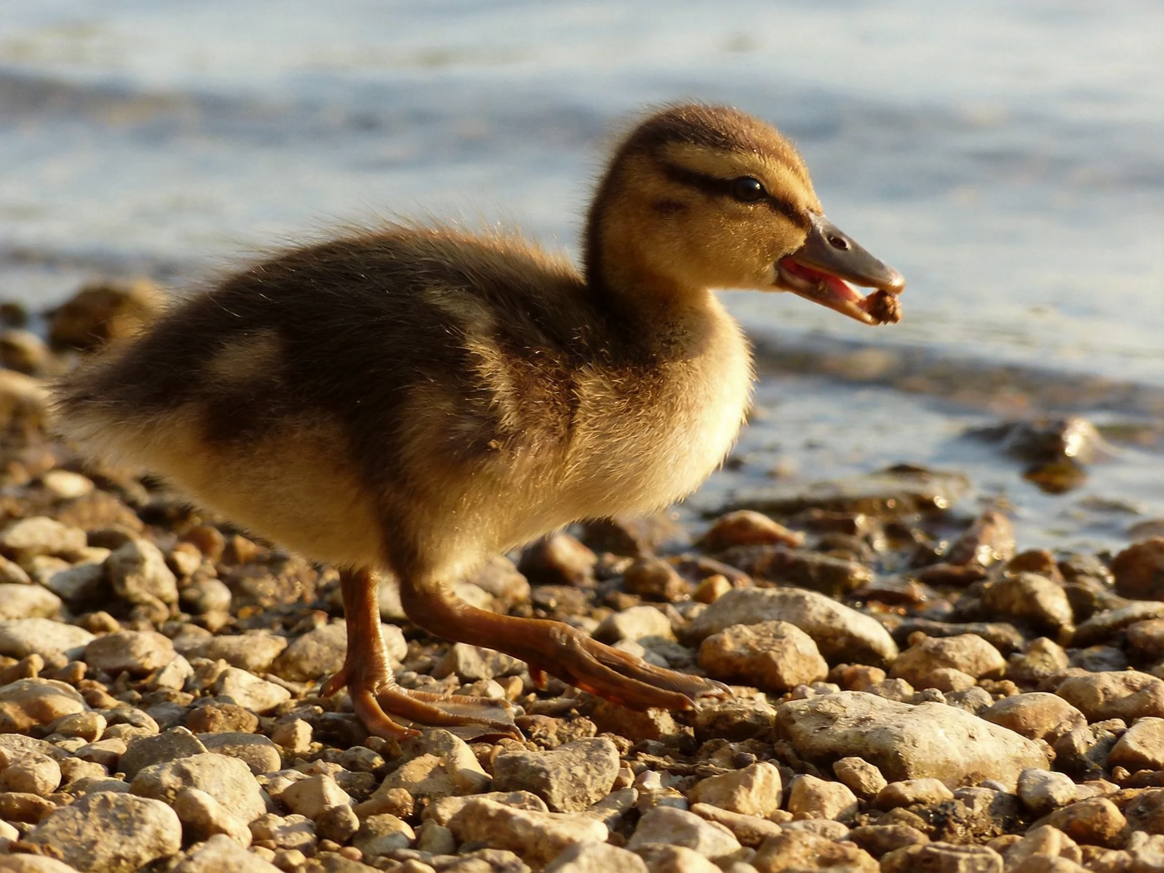 Young duckling with brown feathers on pebbly shore near water