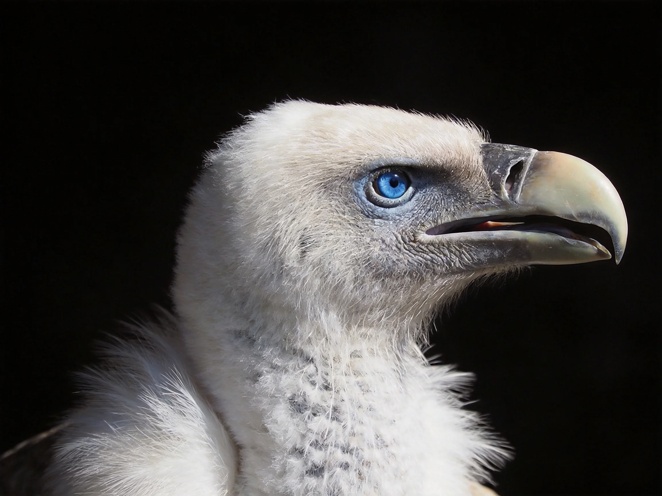 Young vulture chick with white plumage and blue eye