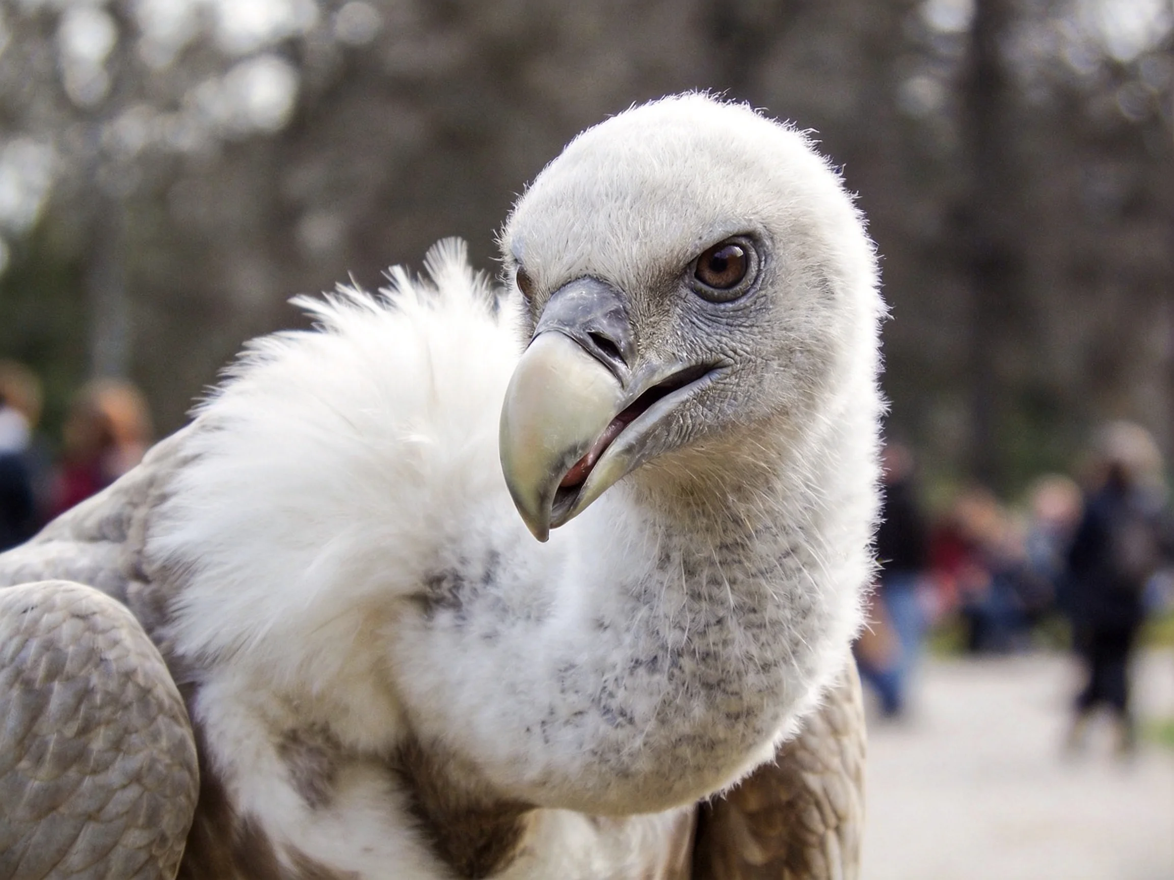 Young vulture with fluffy white neck and gray wings