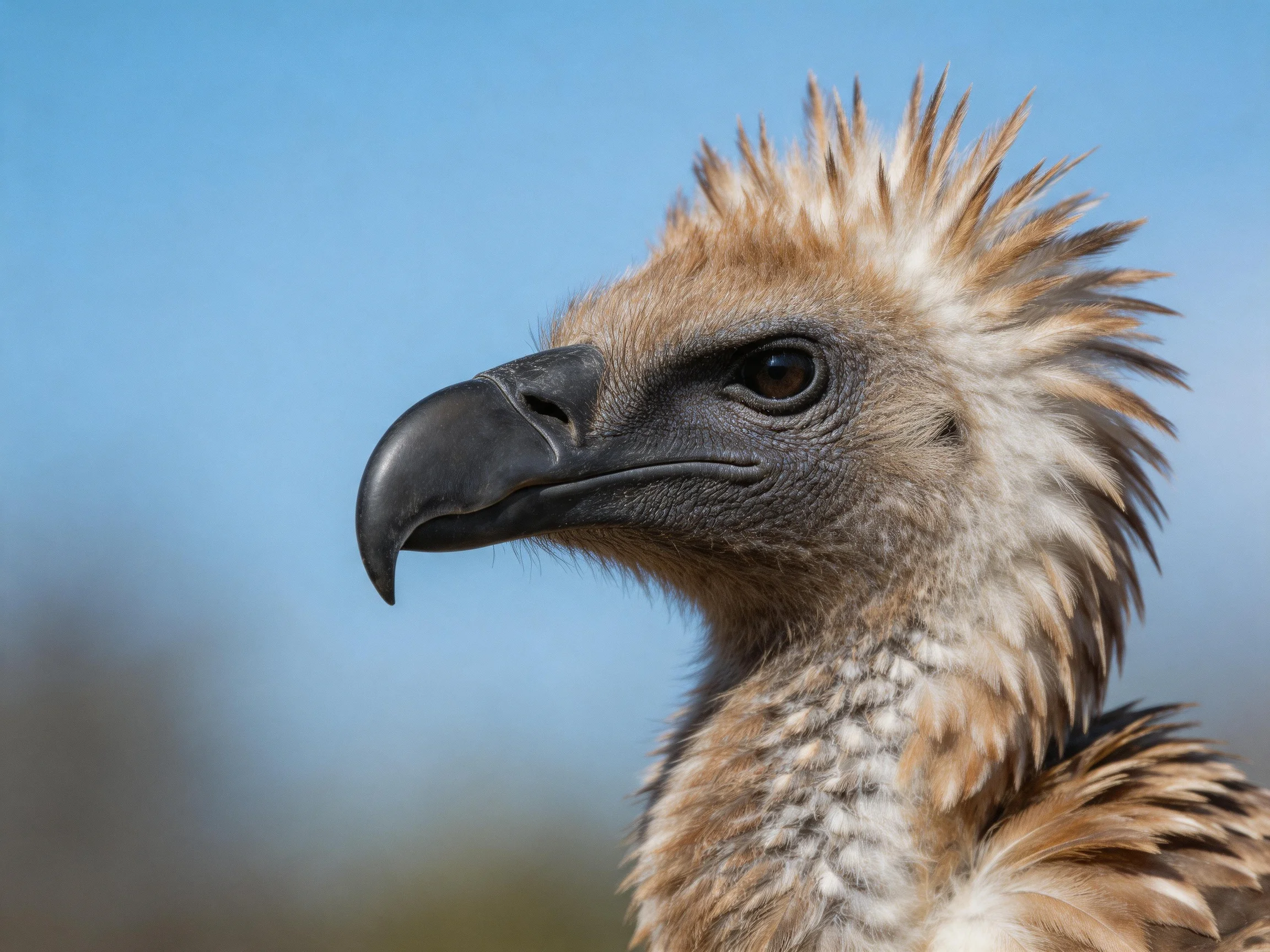 Young vulture with spiky crest, brown and white feathers, clear blue sky