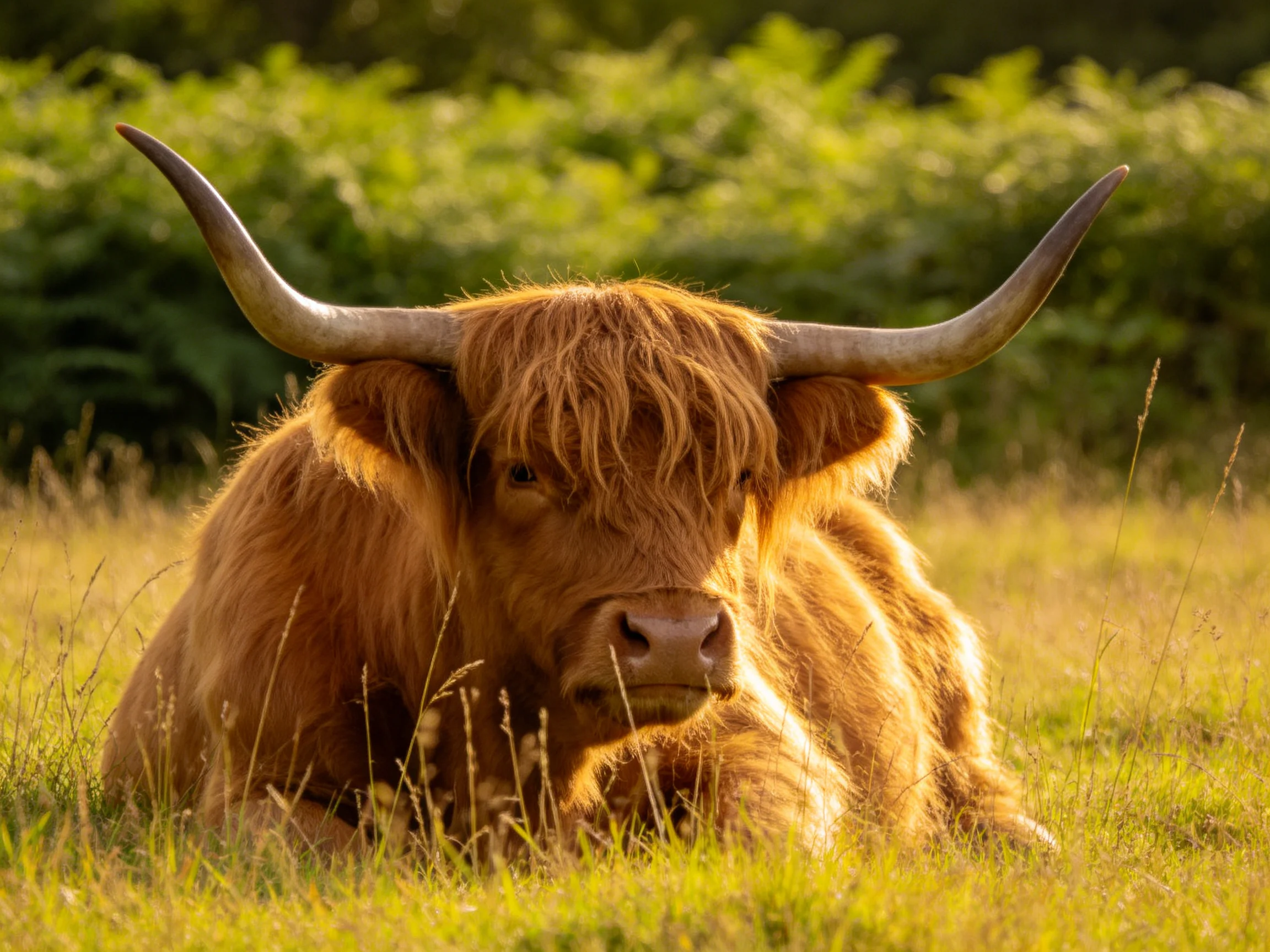 A Highland cow lies calmly in a sun-drenched meadow surrounded by tall grasses.