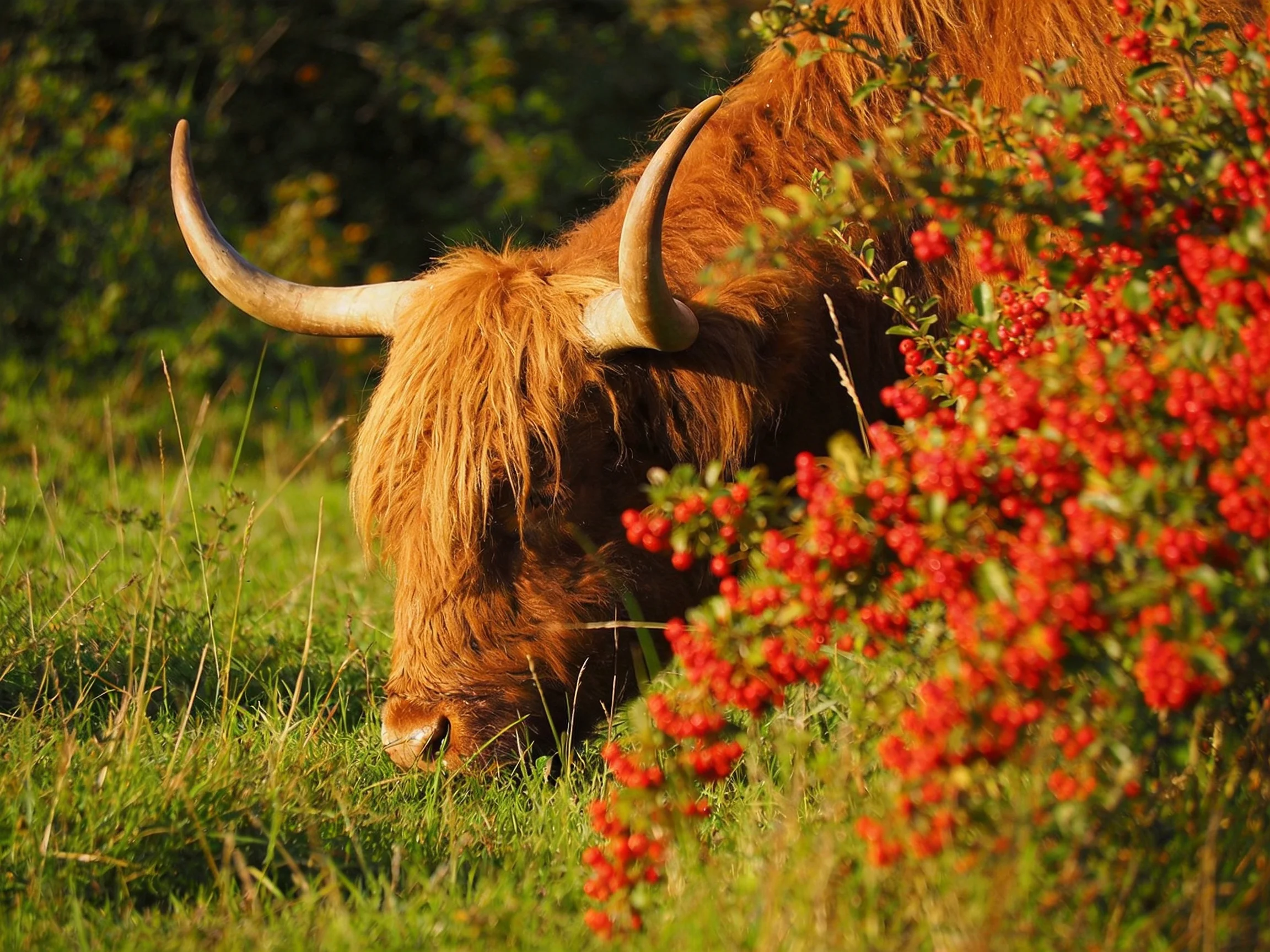 A Highland cow with long horns grazes near bright red berry bushes in a sunlit meadow