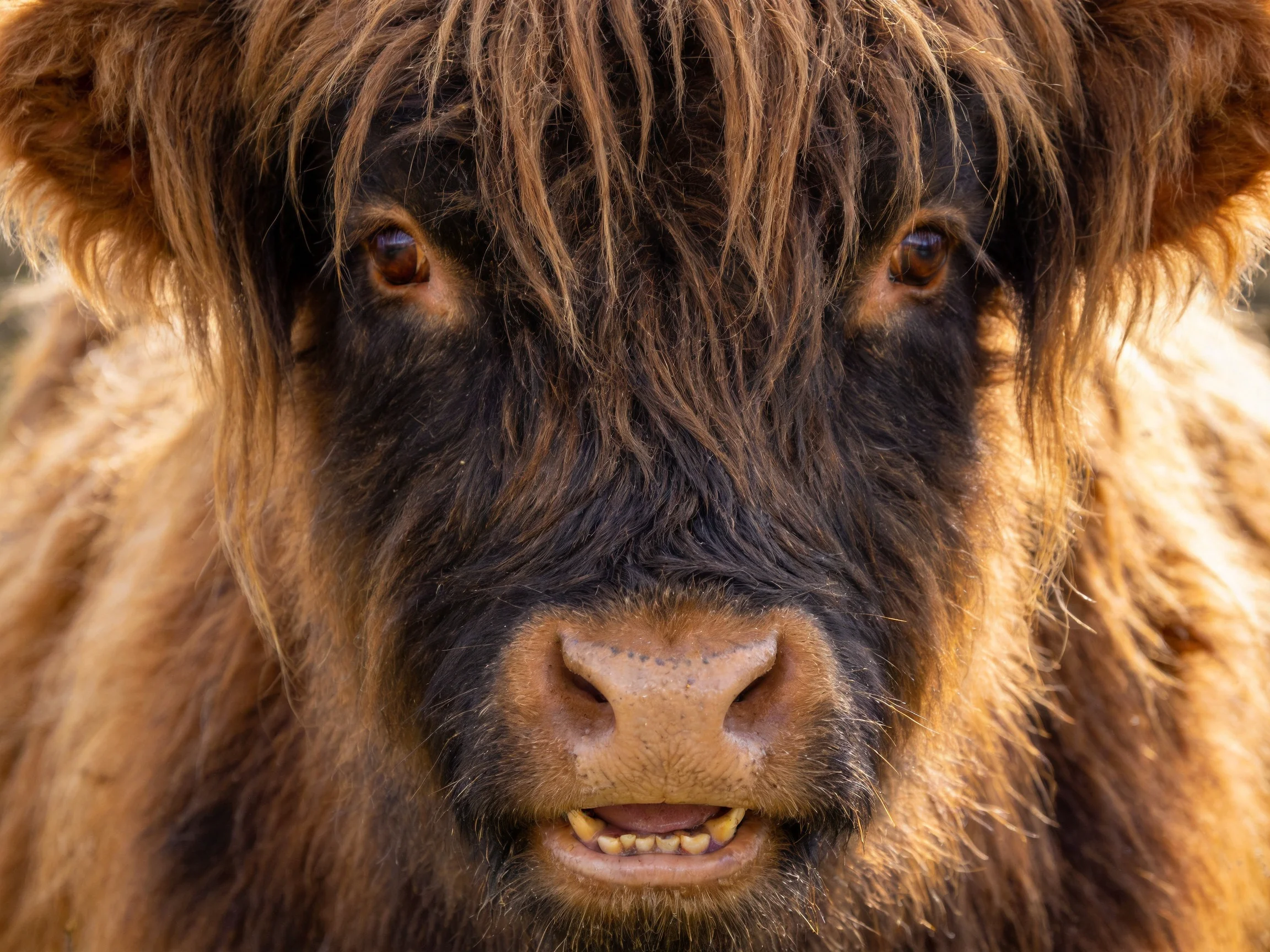 A Highland cow with shaggy fur is shown in a close - up photograph.