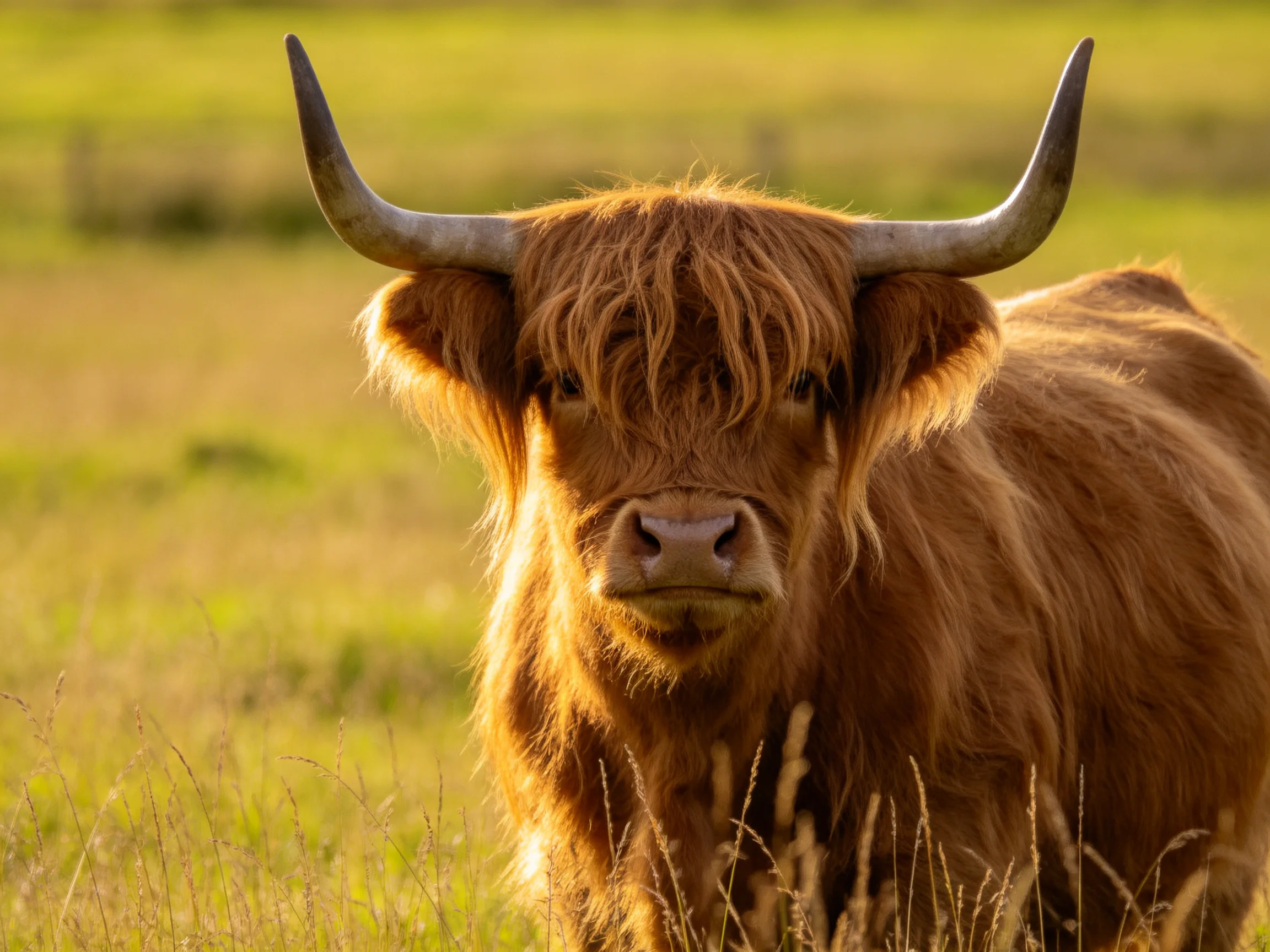 A Highland cow with shaggy brown fur and curved horns in a sunlit meadow