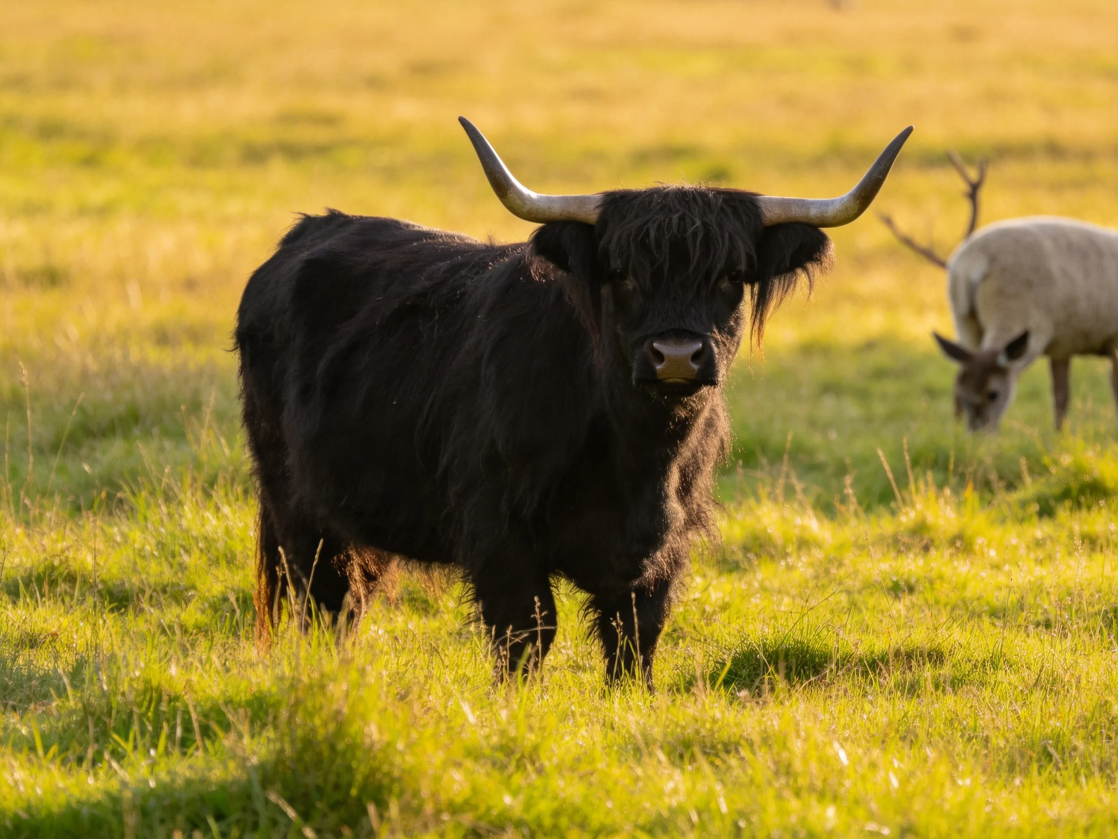 A black Highland cow in a sunlit green meadow with a grazing animal