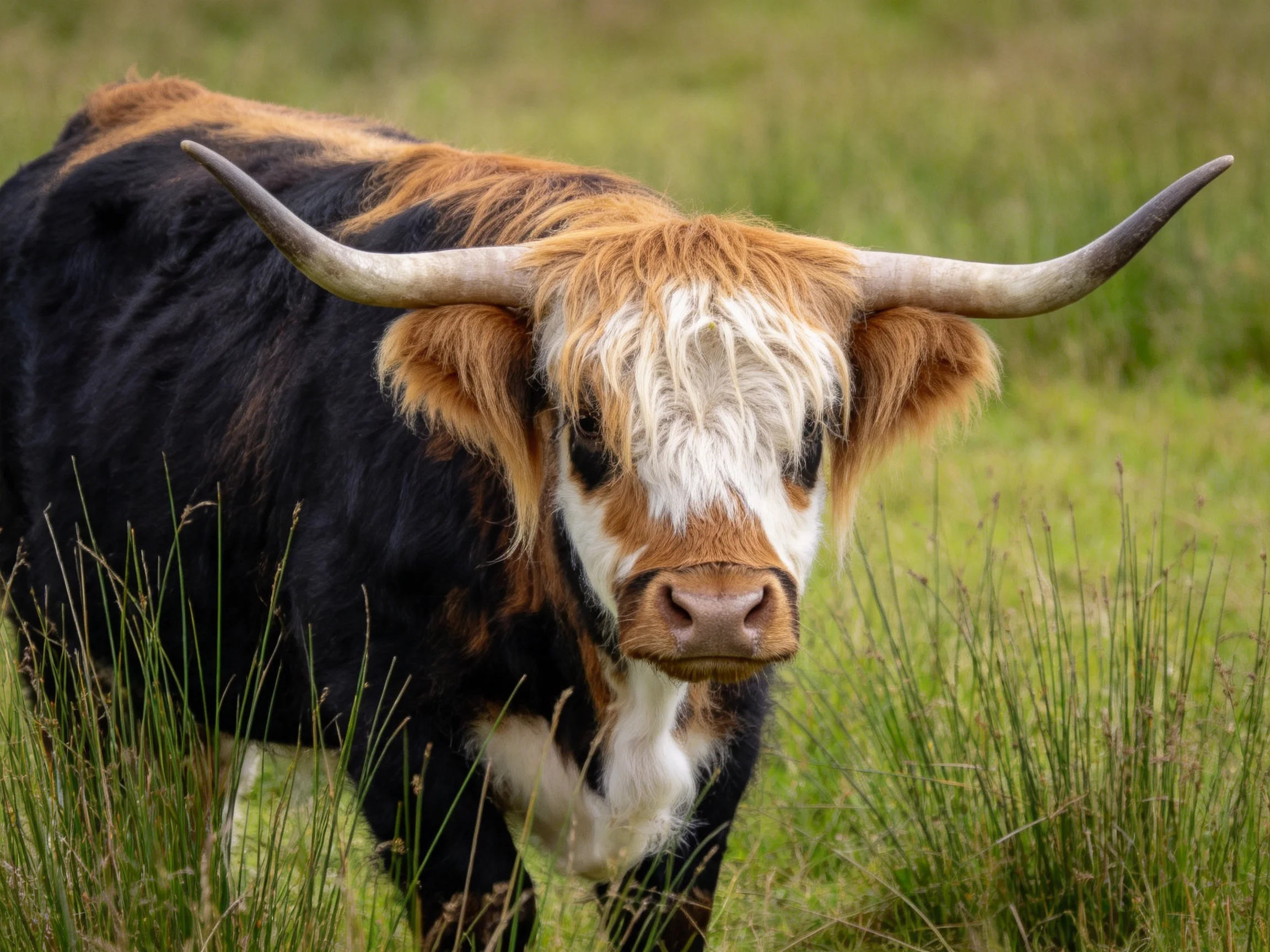 A black and tan longhorn cow with long curved horns in tall grass