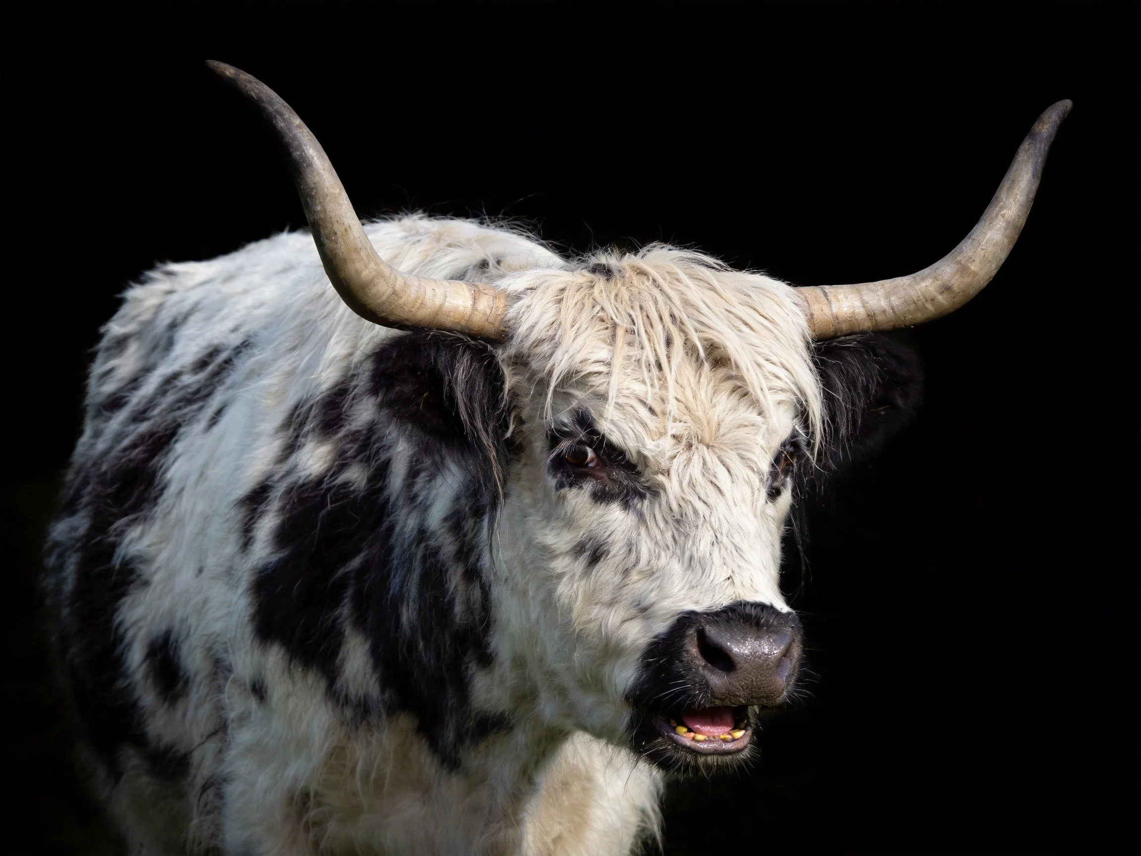 A close-up of a black-and-white Highland cow with large curved horns.