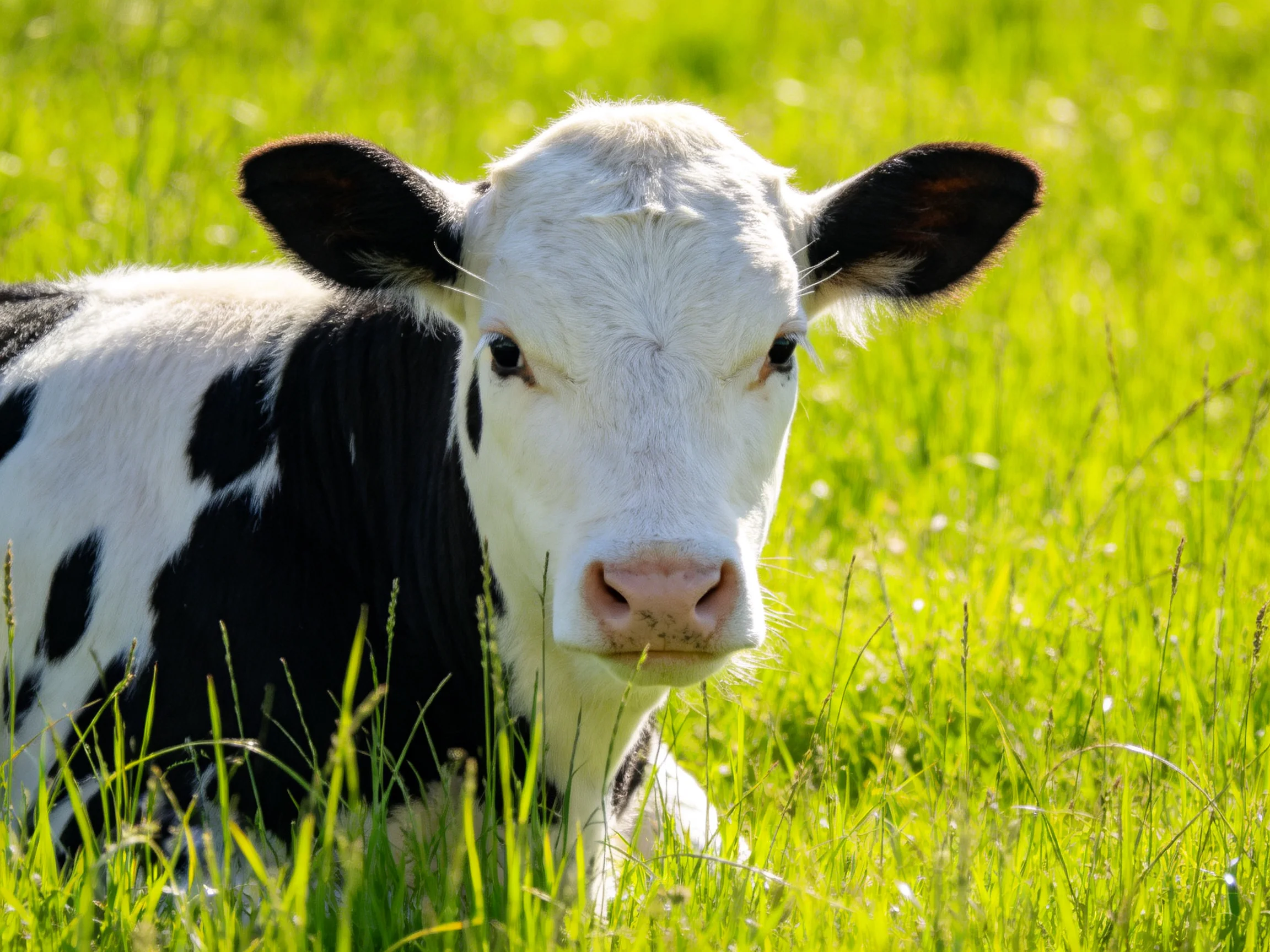 A black and white calf resting in lush green grass